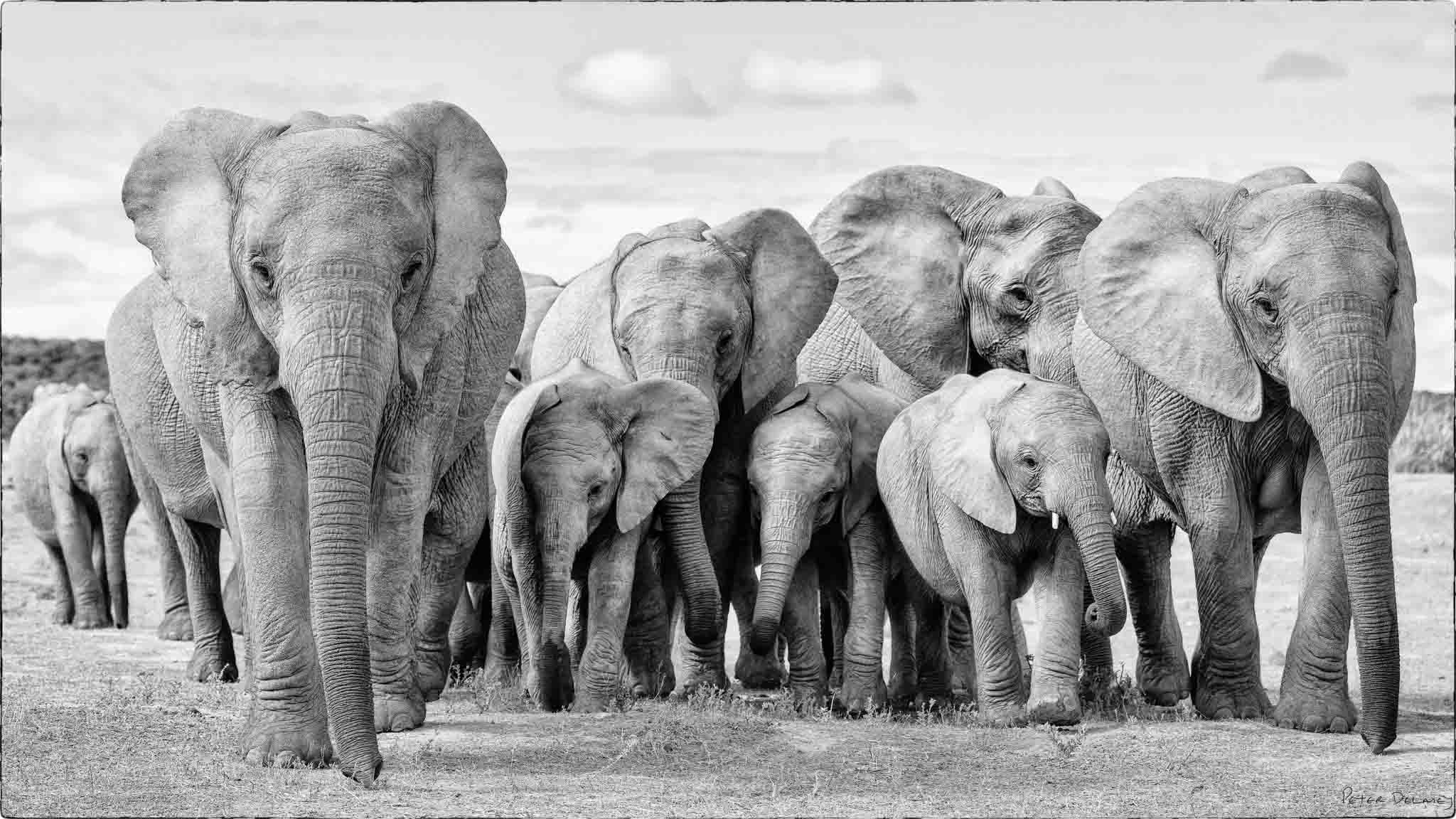 Elephant Family Ubuntu 2025 Border.jpg