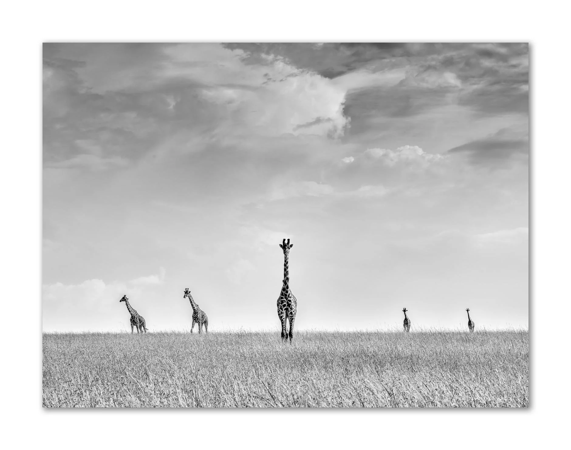 Serendipity — black and white giraffe wildlife art print, Masai Mara storm clouds, by Peter Delaney