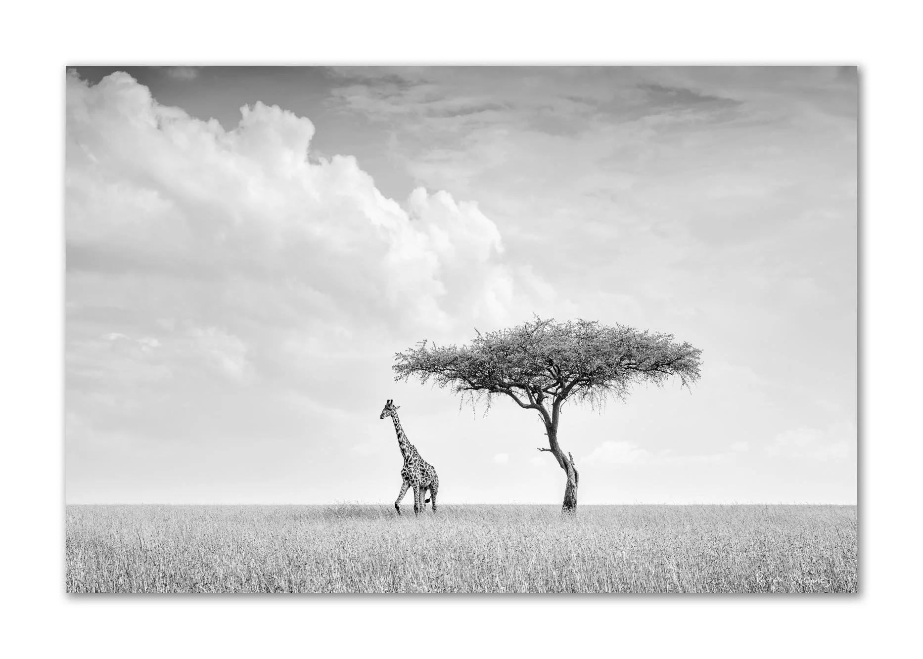 Journey of Camelopard | Giraffe | Canvas
