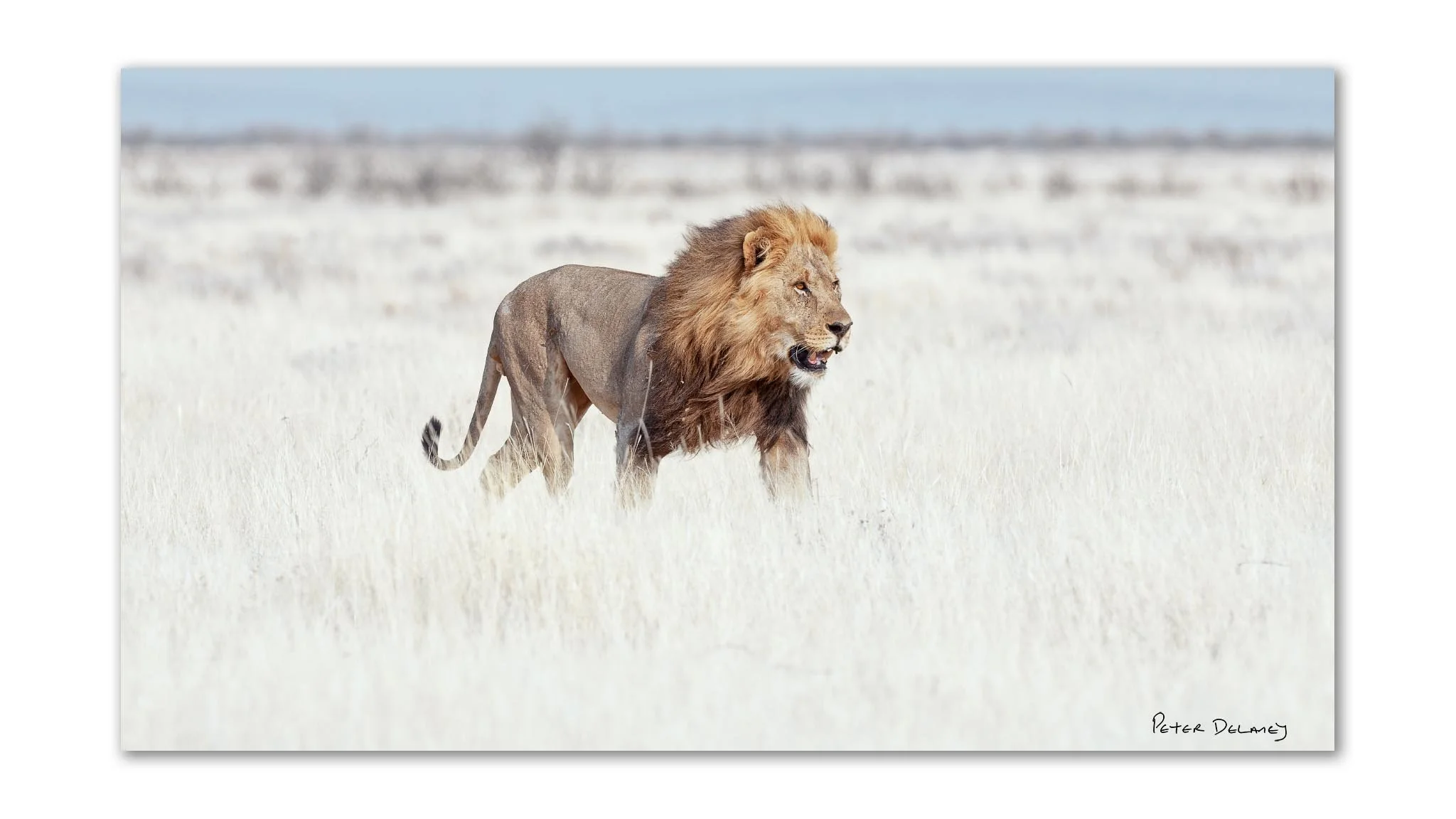 Vernayi Kalahari black-maned lion acrylic print, colour African wildlife fine art photograph by Peter Delaney in Etosha Namibia