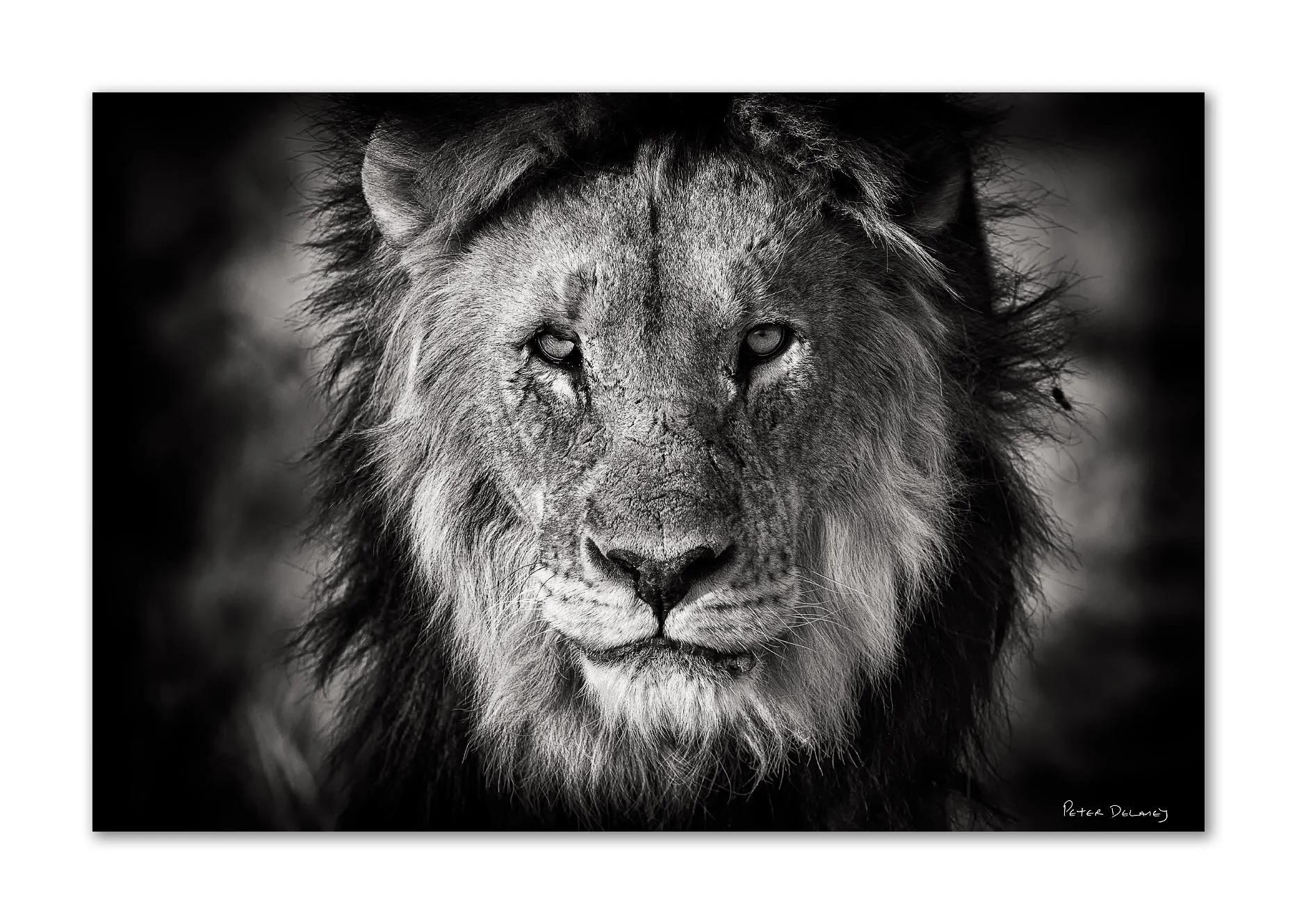 Close-up black and white photo of a lion's face.