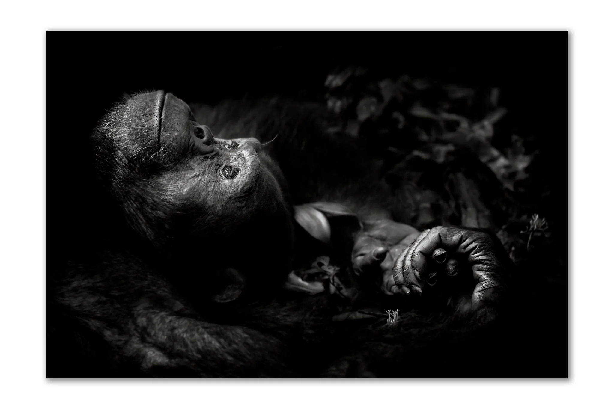 Black and white fine art print of a chimpanzee lost in thought, Kibale National Park — Wildlife Photographer of the Year 2017, by Peter Delaney