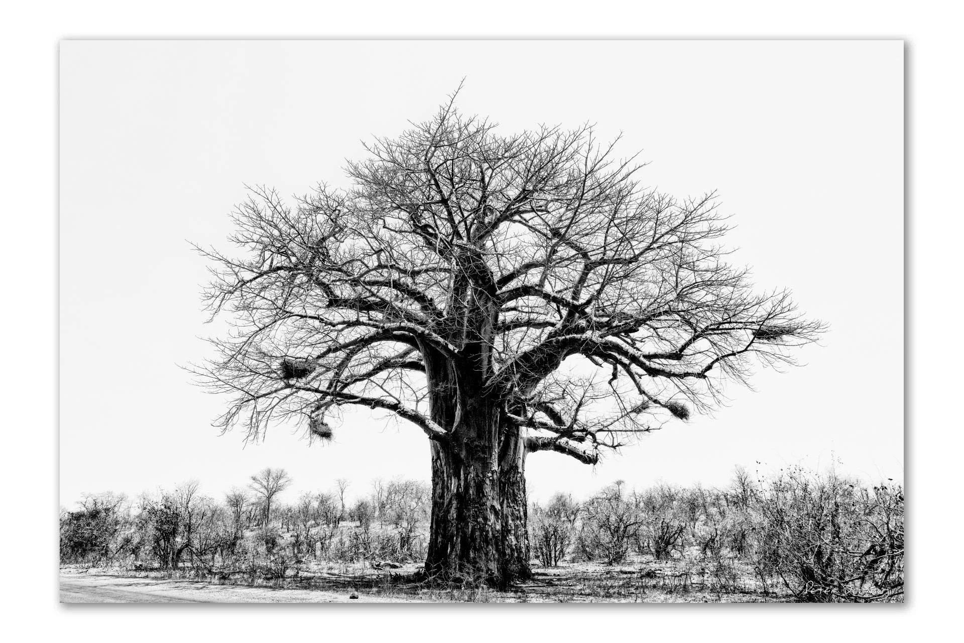 "Black-and-white photograph of a solitary ancient baobab tree in Southern Africa. Textured bark and sprawling limbs convey resilience and timeless presence."