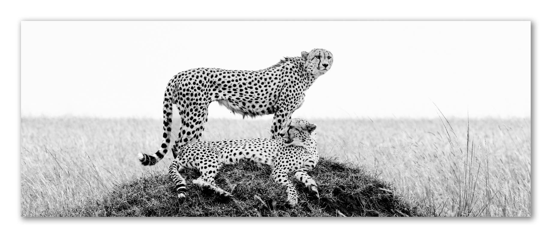 Cheetah cine pano .jpg