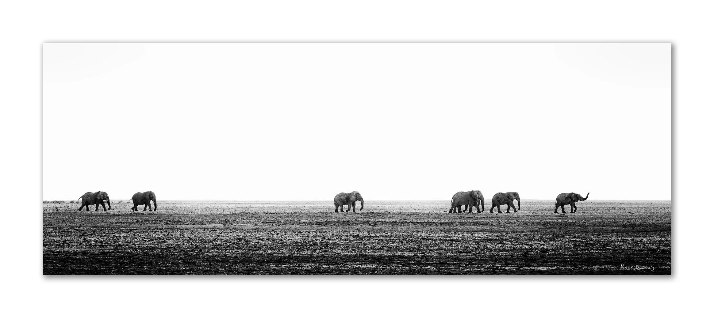 Seven bull elephants crossing the vast white expanse of Etosha Pan, Namibia, in single file beneath an empty sky