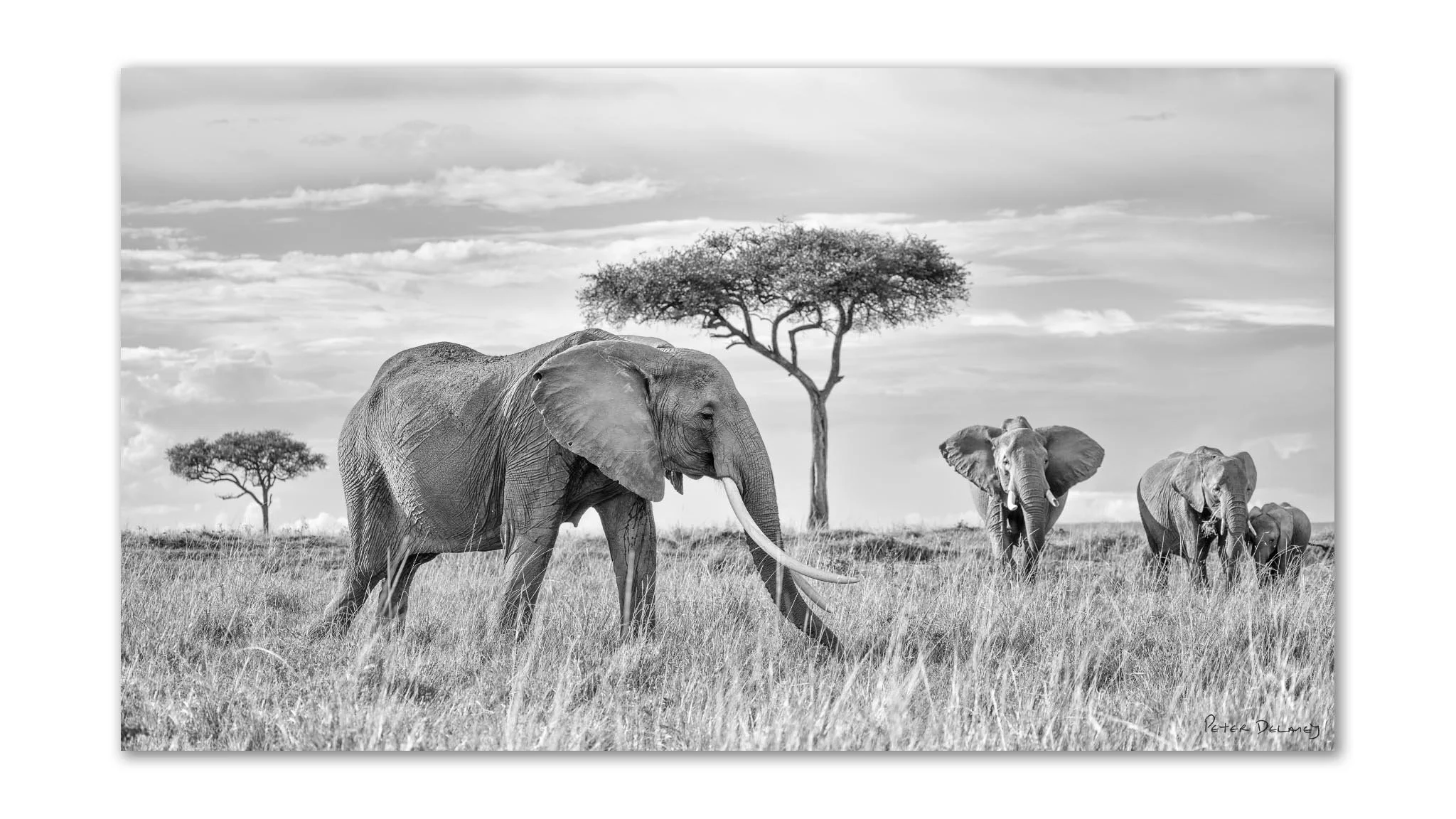 Queen of the Mara | Elephants | Unframed Print