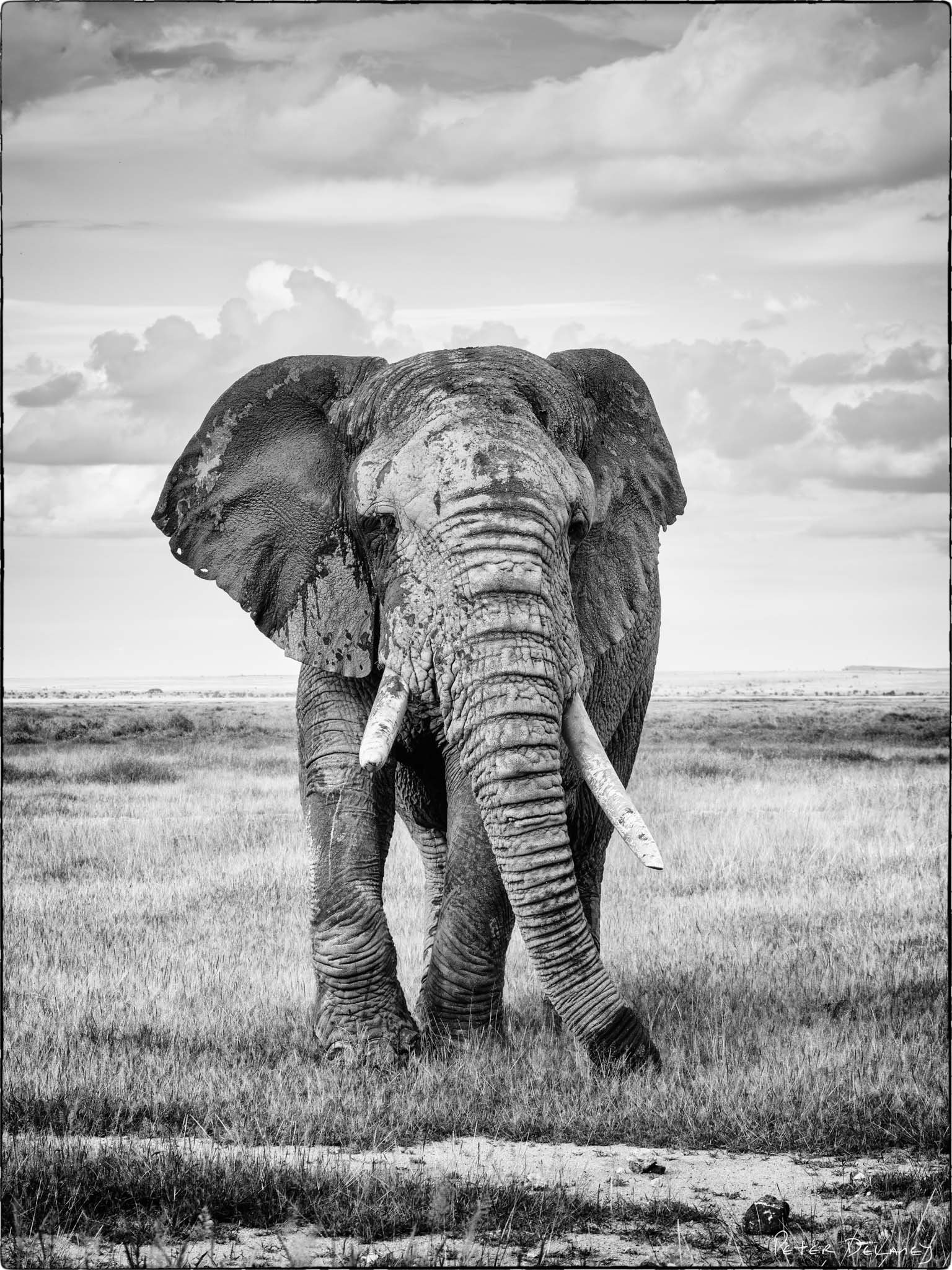 Old Tusker-Amboseli.jpg