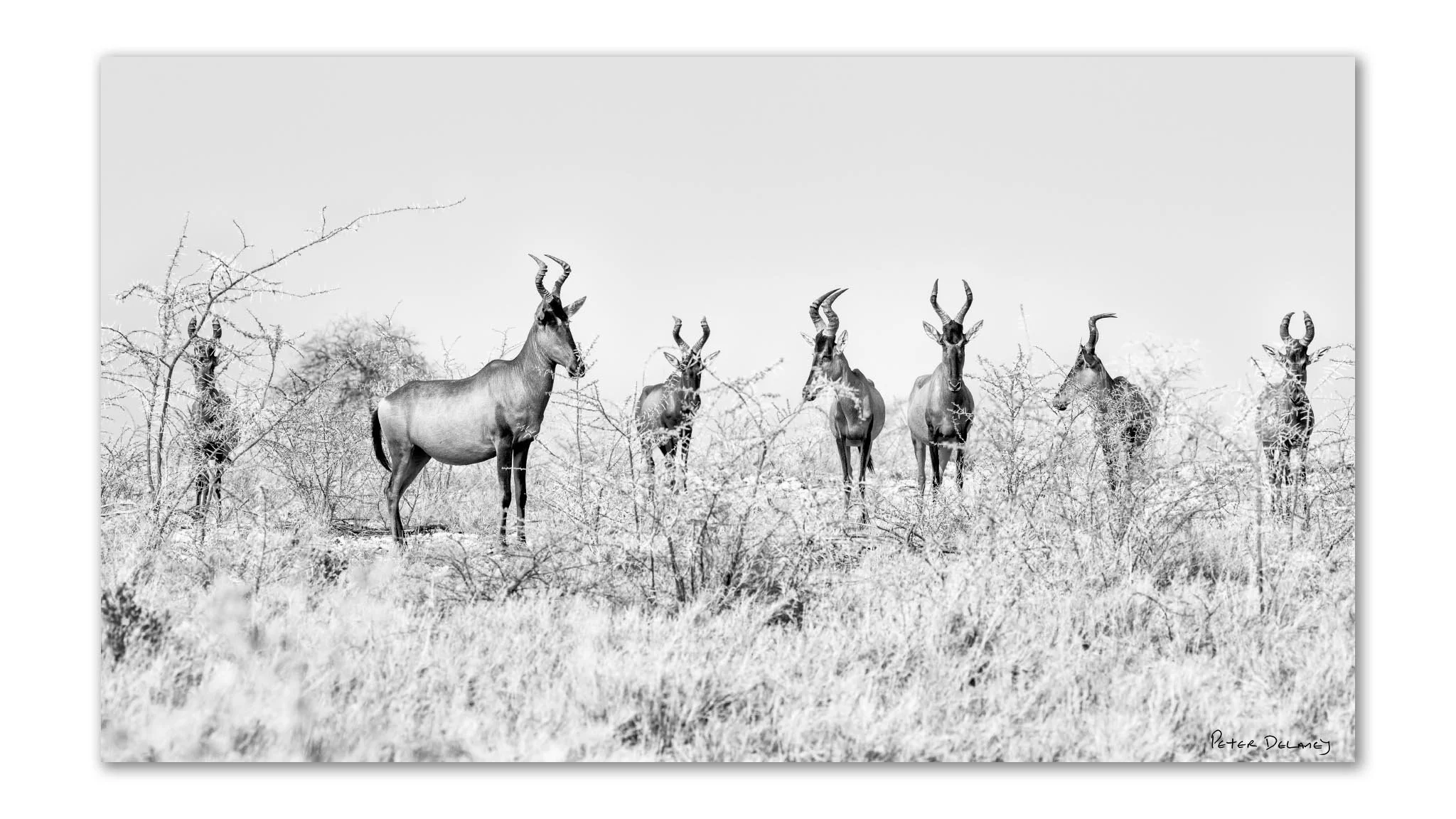 Caama | Red Hartebeest | Acrylic Print (Copy