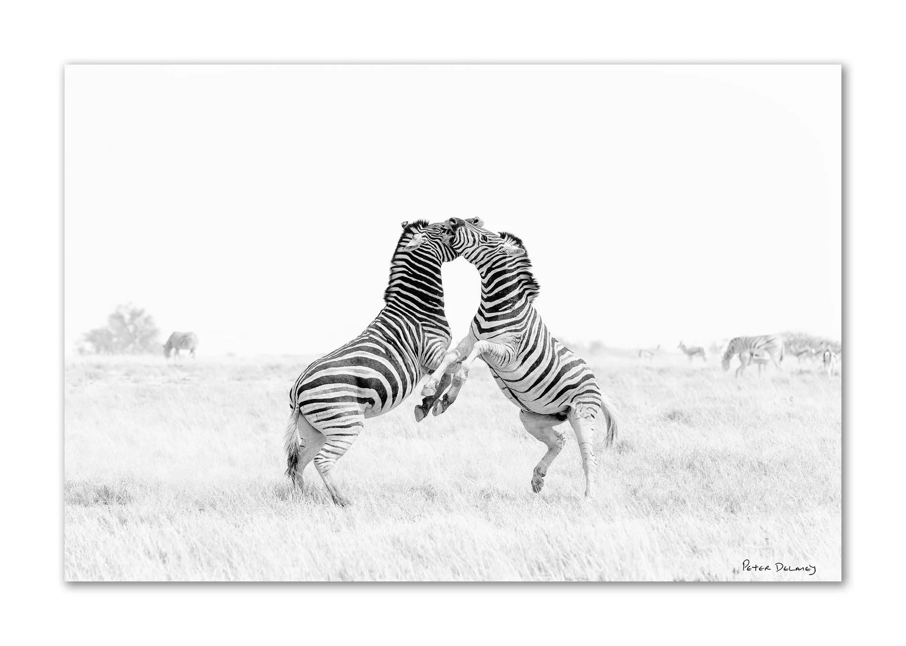 Zebra Dance 2026.jpg