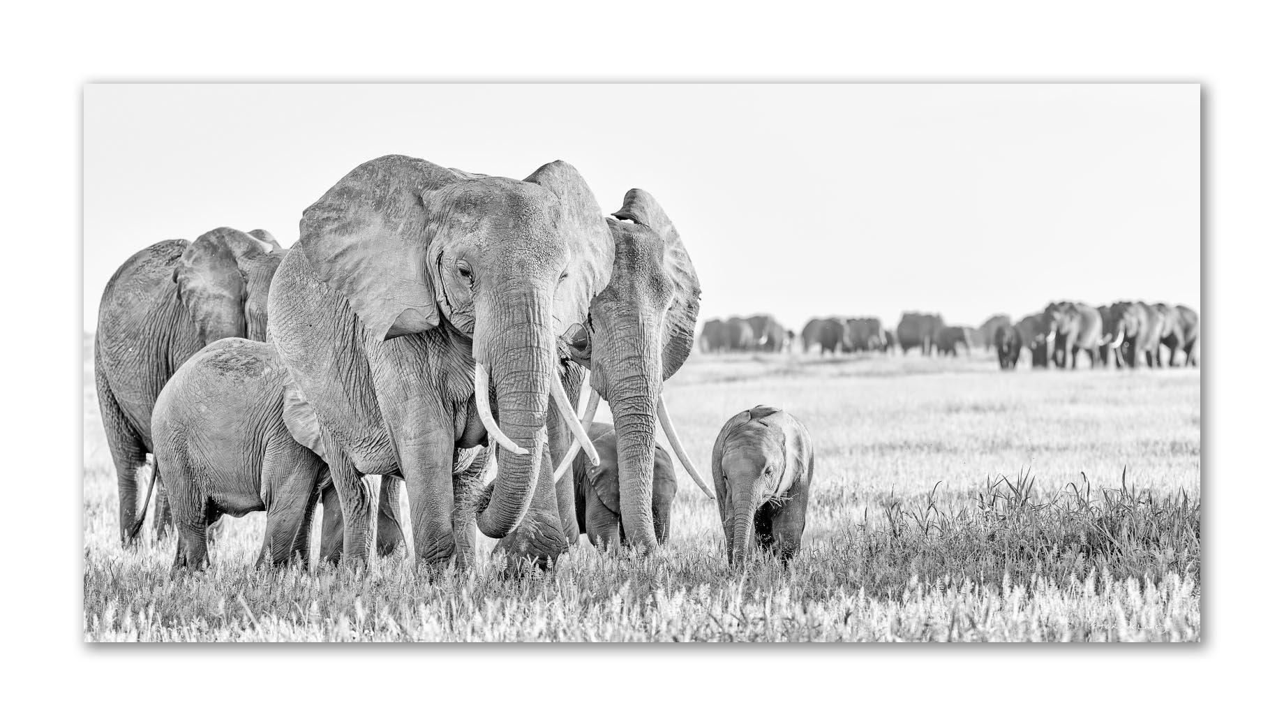 Amboseli elephant family fine art print, black and white African wildlife photography, elephant matriarch family unity print