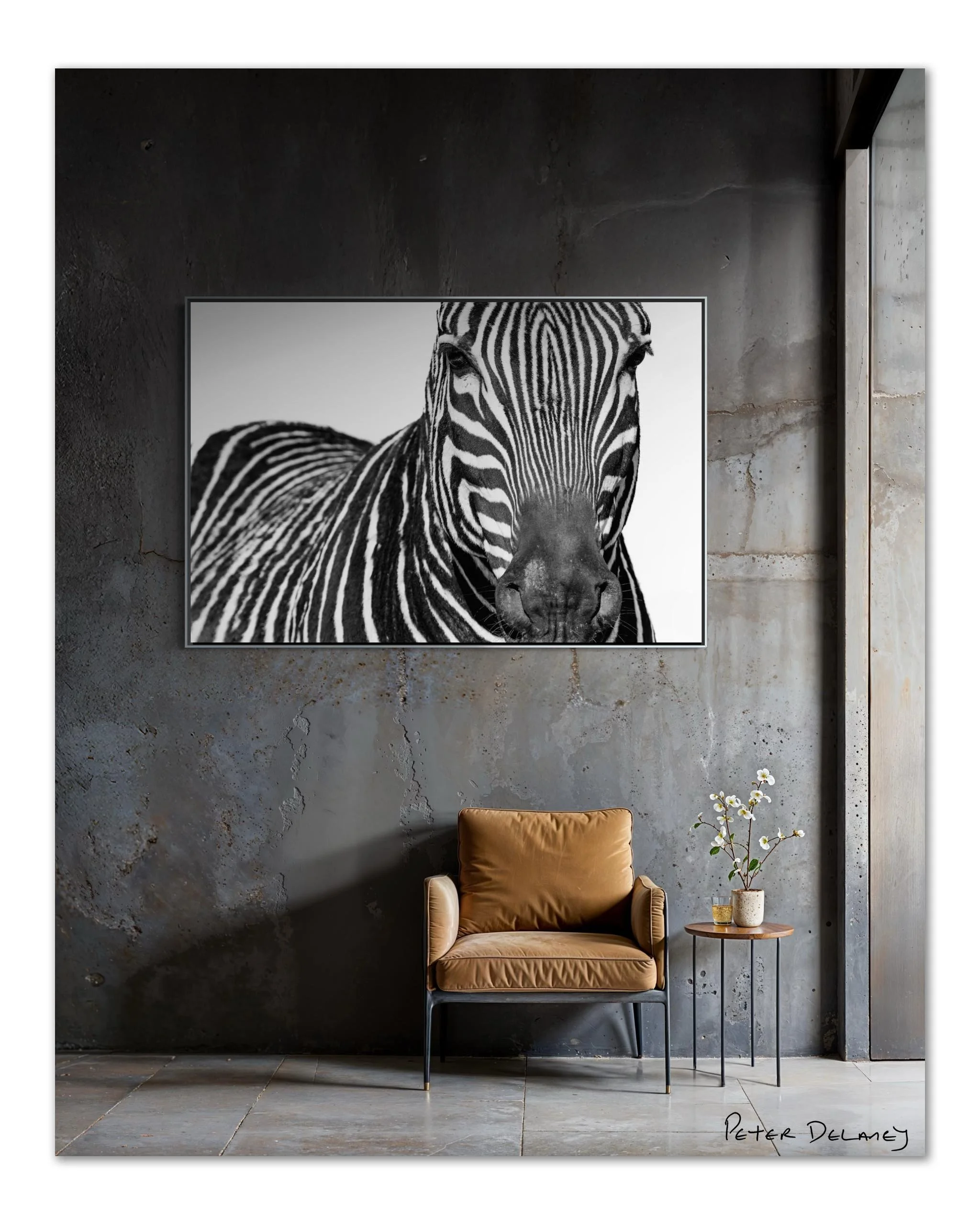 zebra-3.jpg