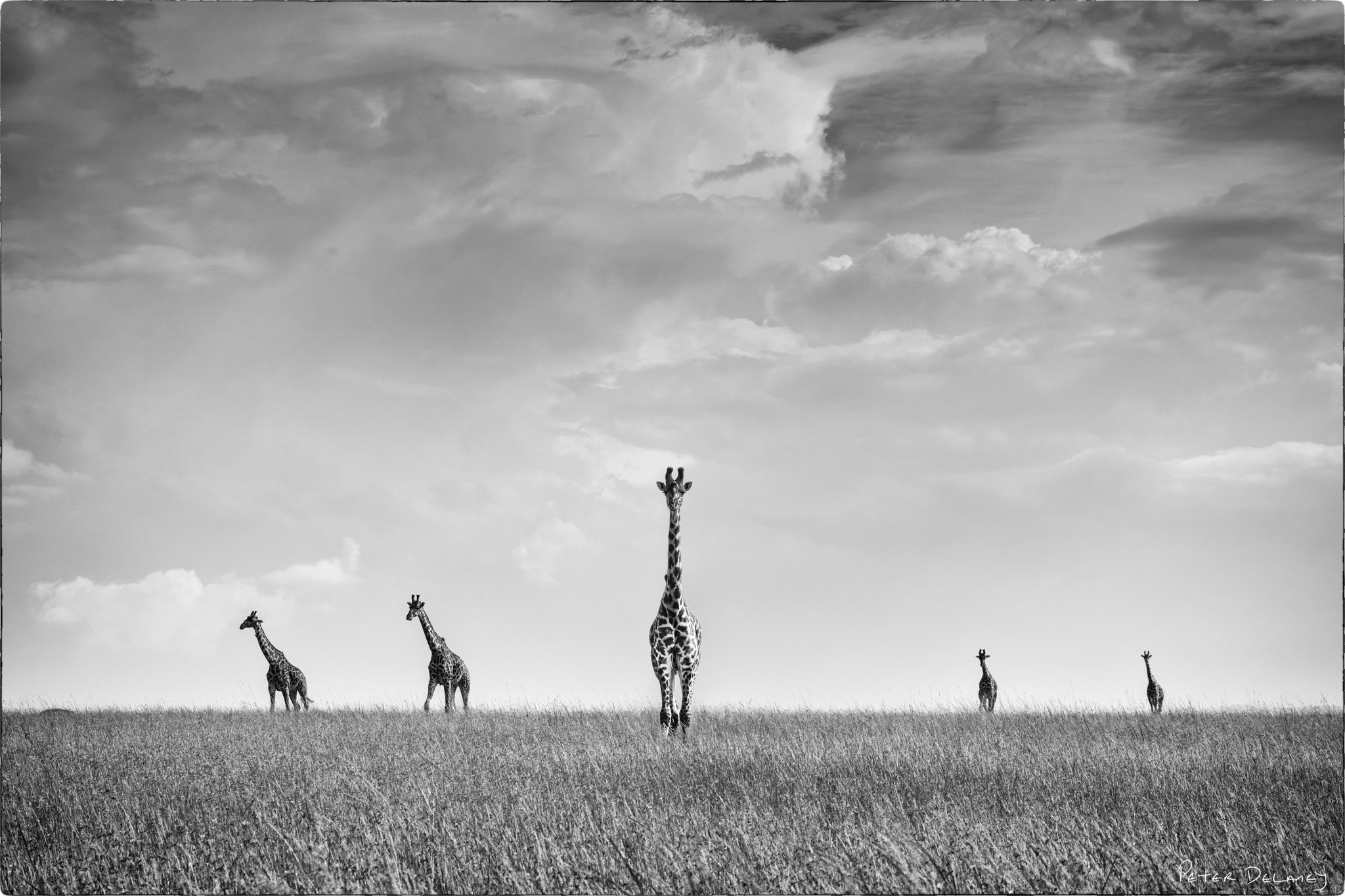 Giraffes Serendipity Final Print 2024.jpg