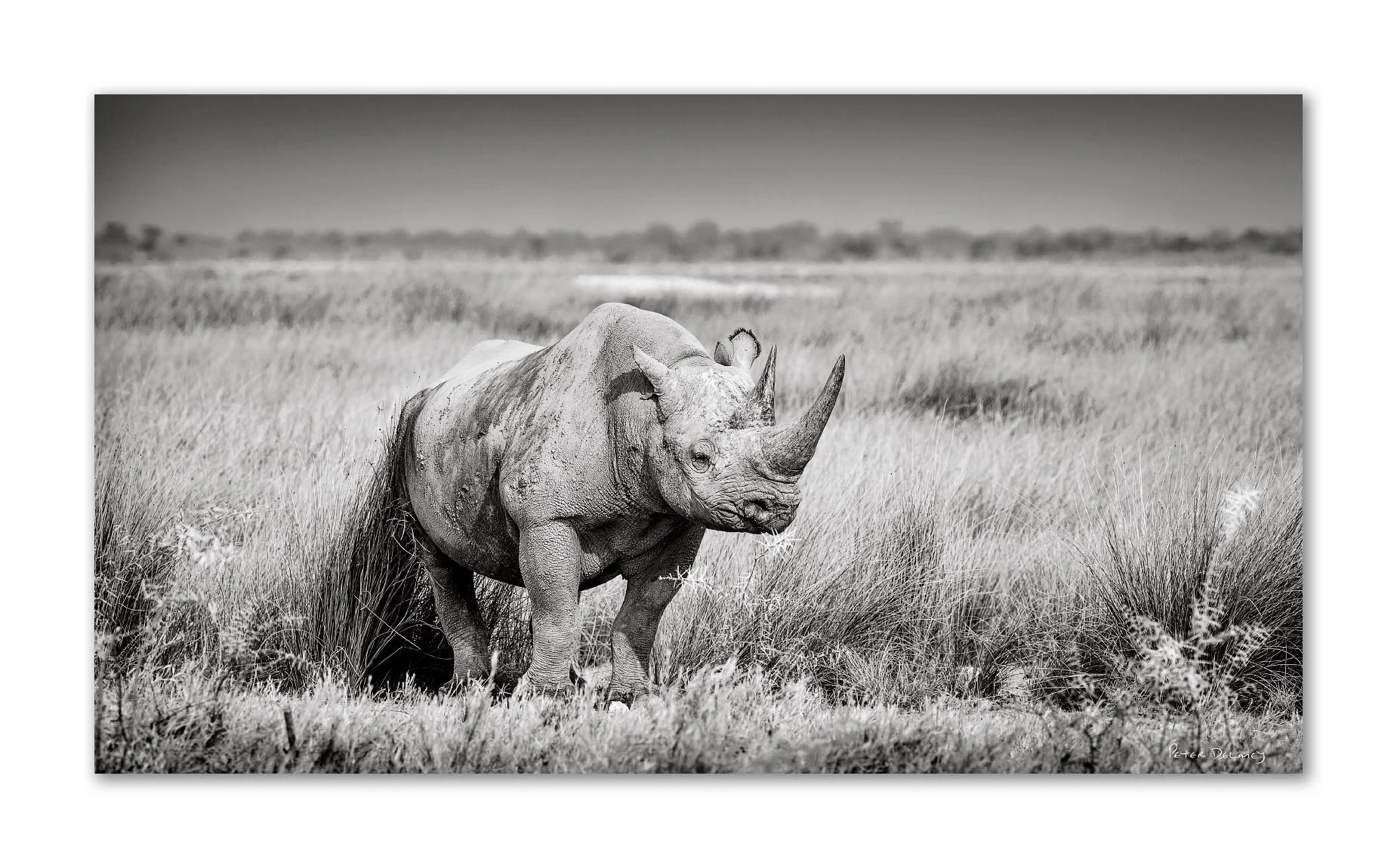 Keitloa black and white fine art photograph of an old black rhino on the Etosha pan, Namibia. Scarred, ancient, and unyielding. Fine art wildlife photography by Peter Delaney.