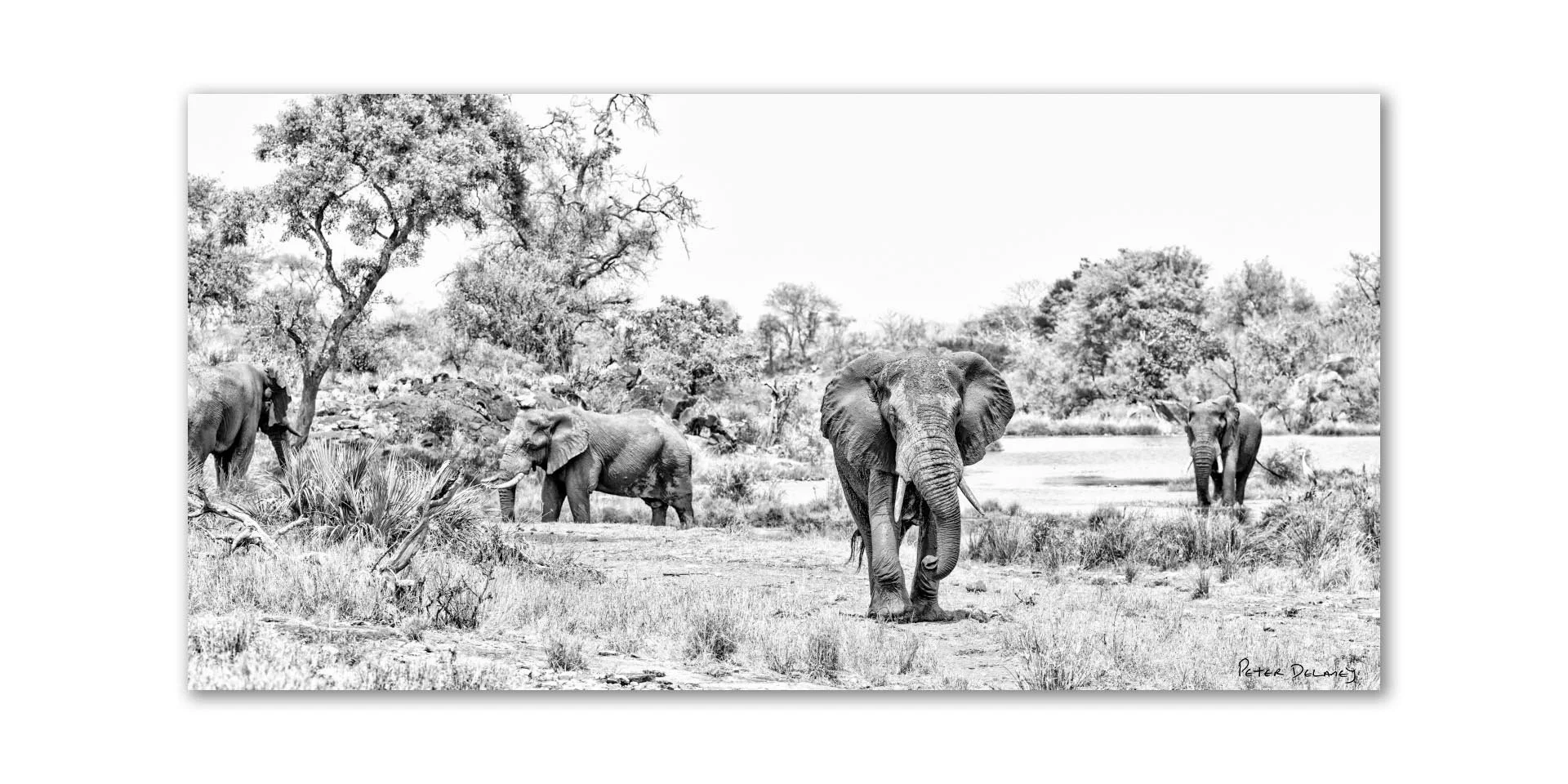 Black and white photograph of elephants walking near water in a savannah landscape with trees and grass.