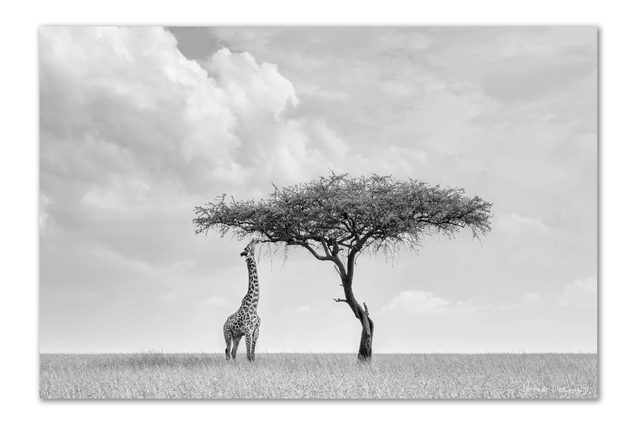 Camelopard | Closer Look | Mara Giraffe | Unframed Print