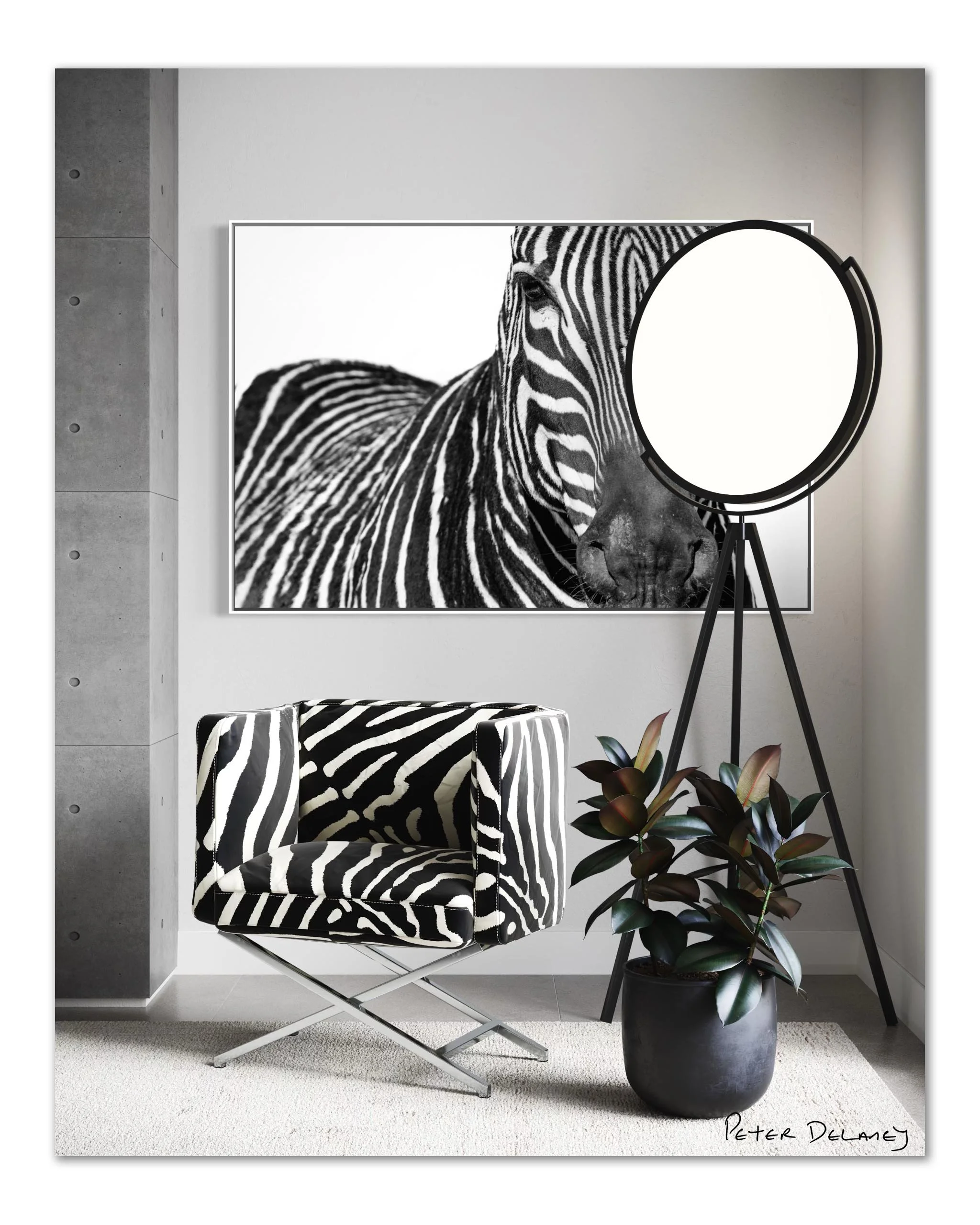 zebra.jpg