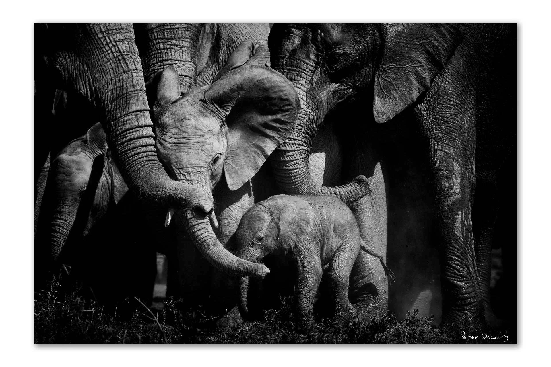 Black and white fine art print of elephant herd protecting baby calf, Addo National Park South Africa — African wildlife photography by Peter Delaney