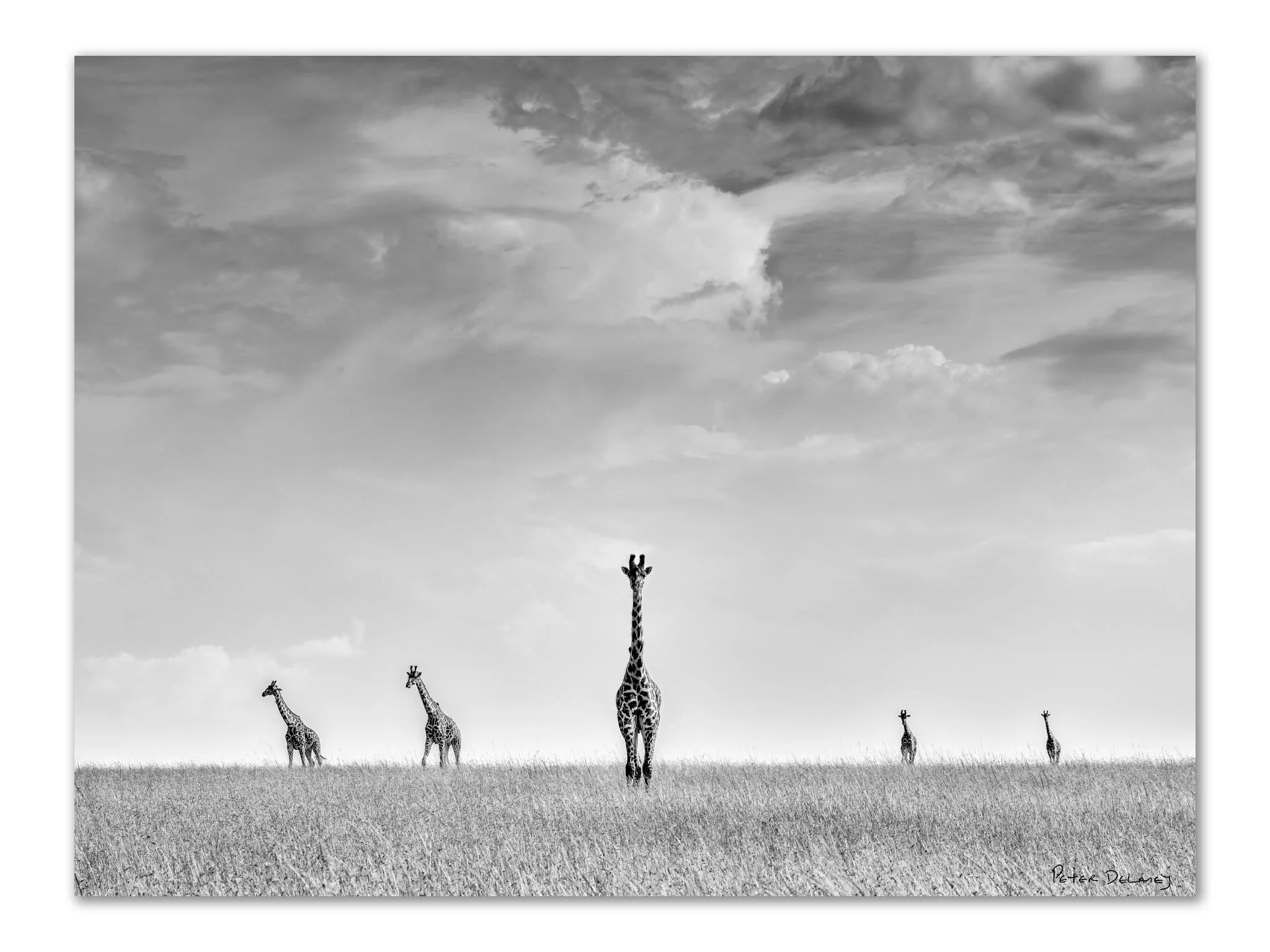 Five Masai giraffes moving through open savannah grassland at dawn — black and white African wildlife art print by Peter Delaney