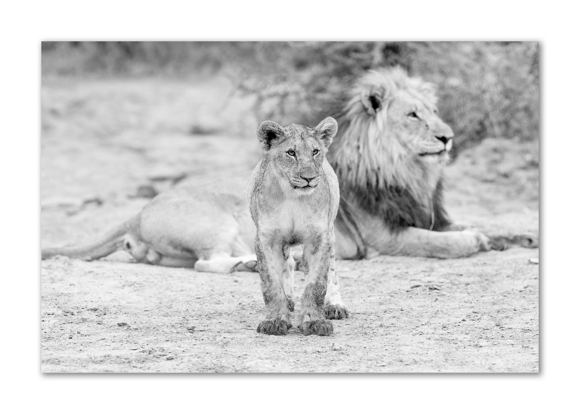 Black and white photo of a lion and a young lion cub in the wild, with the cub standing and the lion lying down behind it.