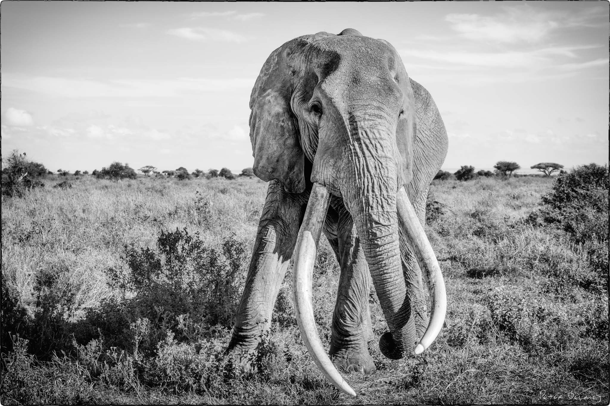 Craig Super Tusker Final Print.jpg