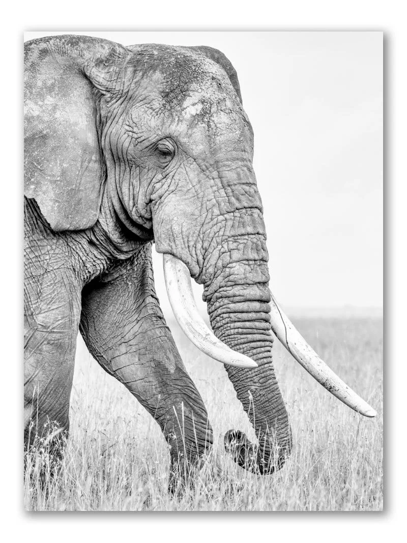 Kambaku old bull elephant loose fine art print on Hahnemühle paper by Peter Delaney