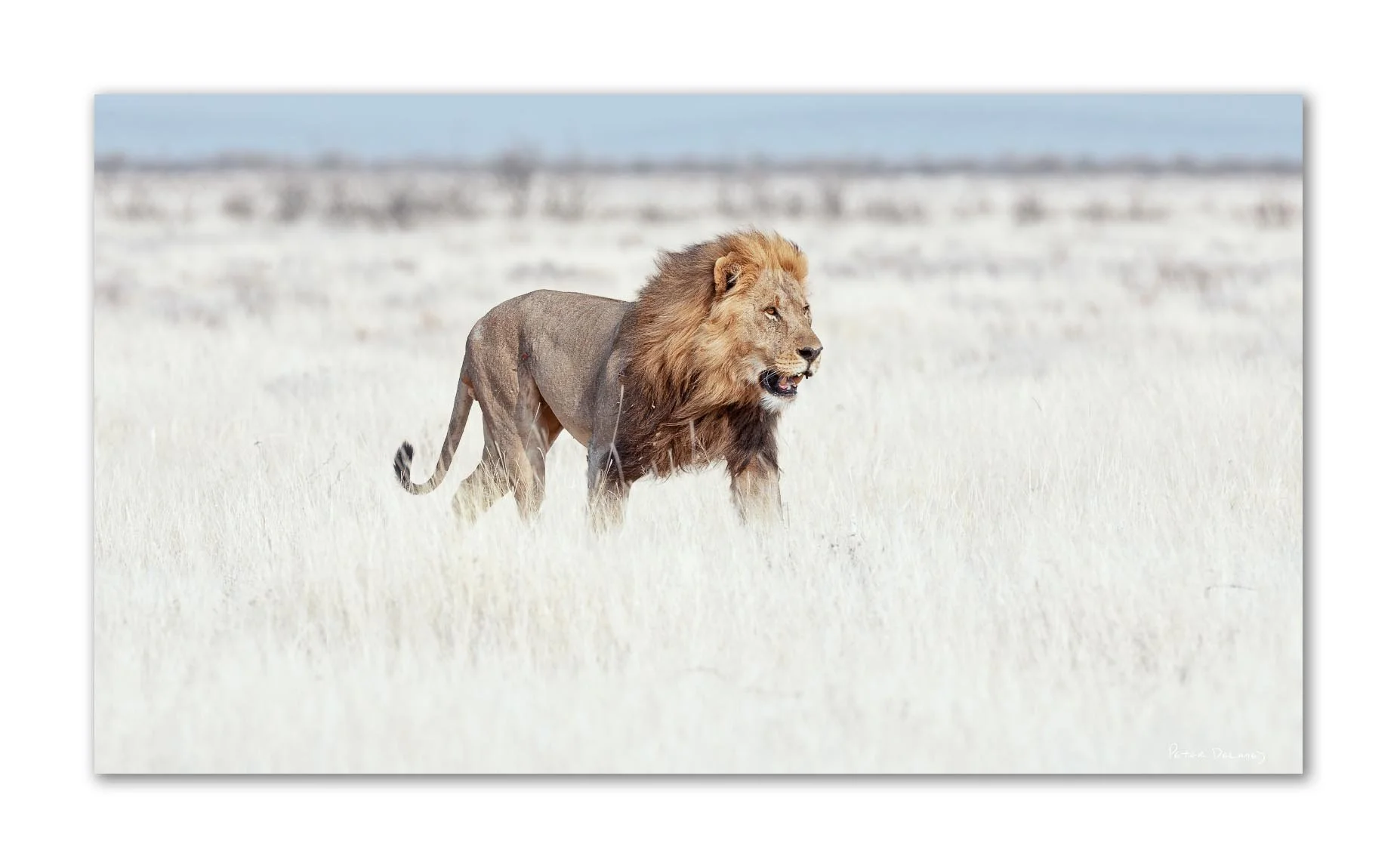 A lion walking across a snowy landscape with a blurred background of snow and sky.