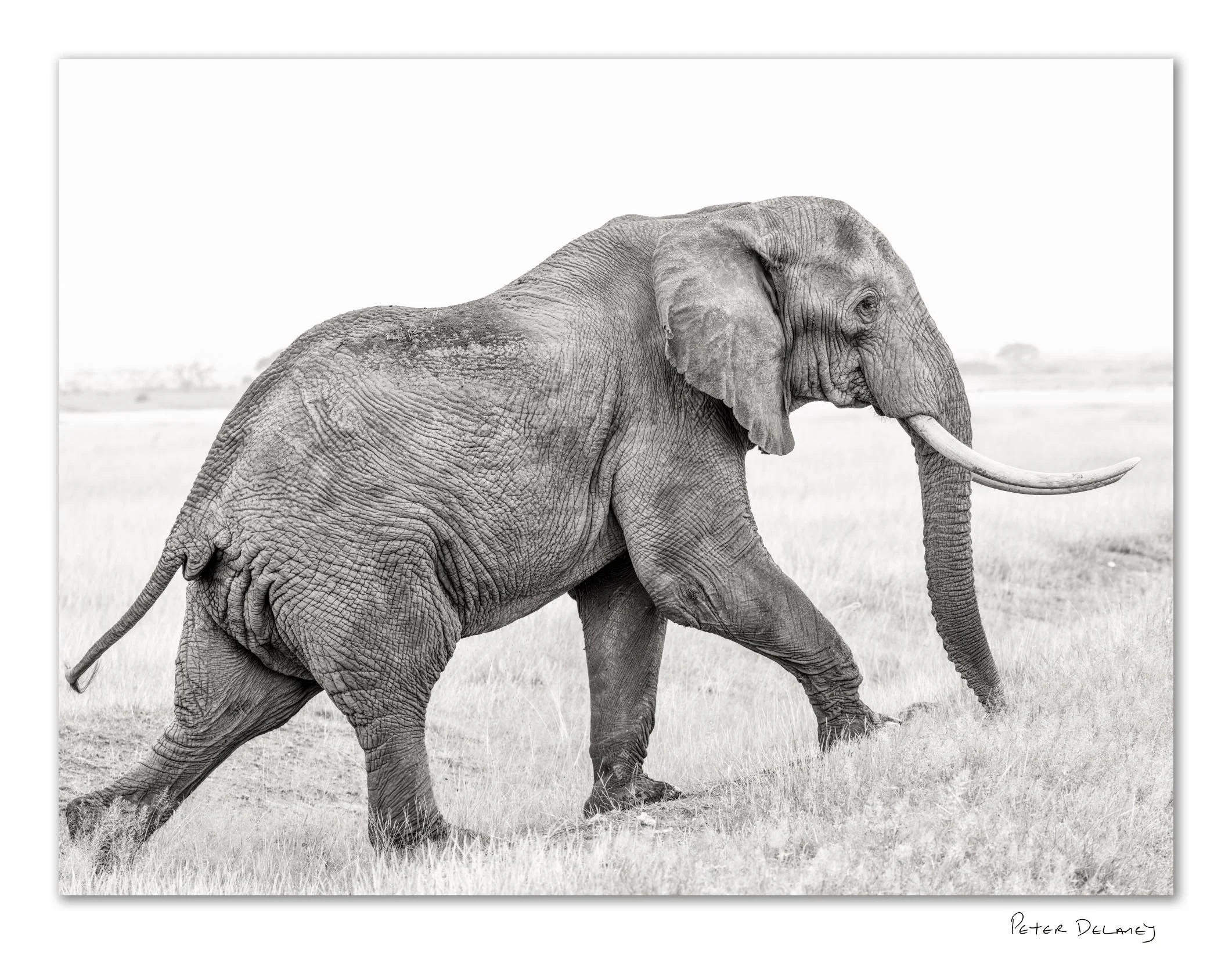 Black and white wildlife photograph of a young bull elephant in Amboseli National Park, Kenya, walking through open plains.