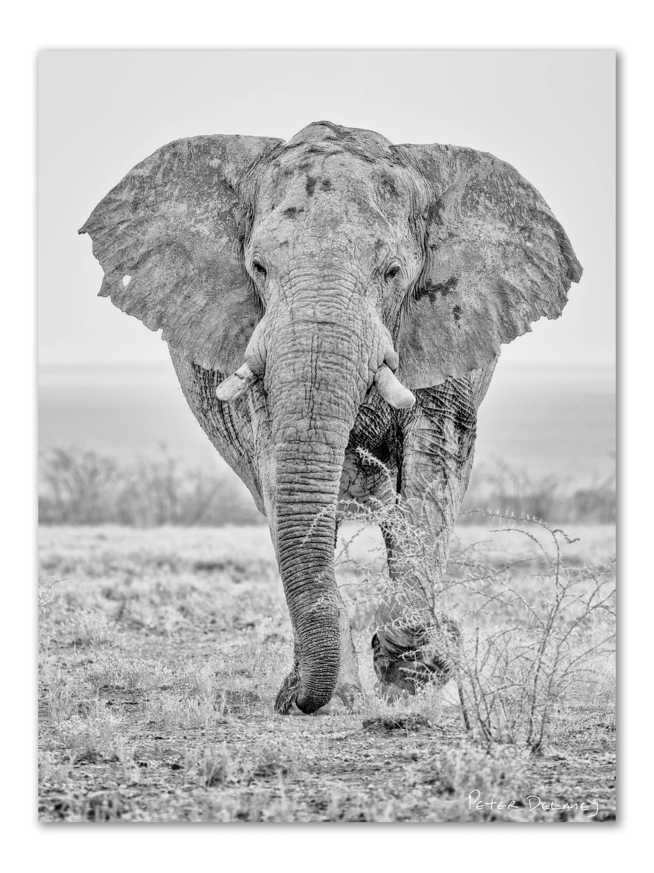Grey Ghost of Etosha | Elephant Bull Unframed Print | Peter Delaney