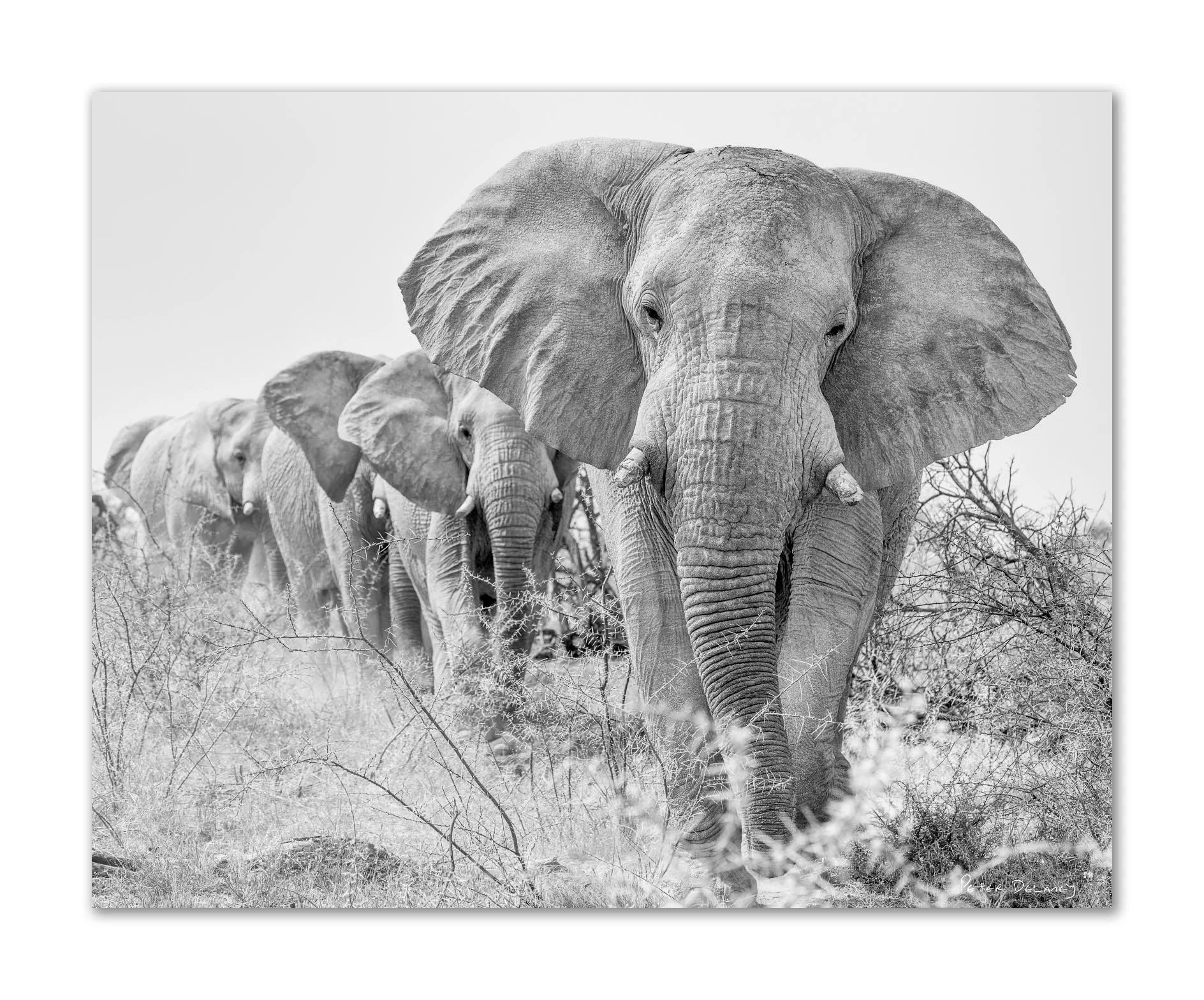 A black and white photograph of a herd of elephants walking through a dry landscape with sparse bushes and trees.