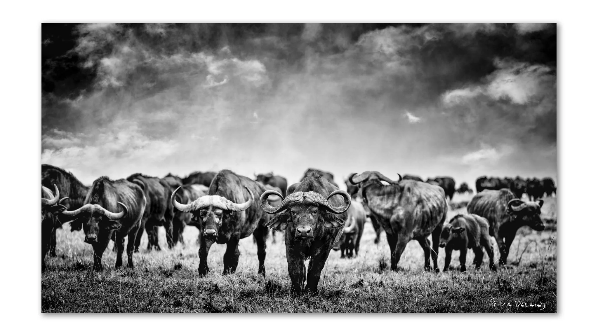 Black-and-white photograph of a herd of Cape Buffalo in a grassy plain under a cloudy sky, with the central buffalo prominently facing front. Signature in lower right corner.