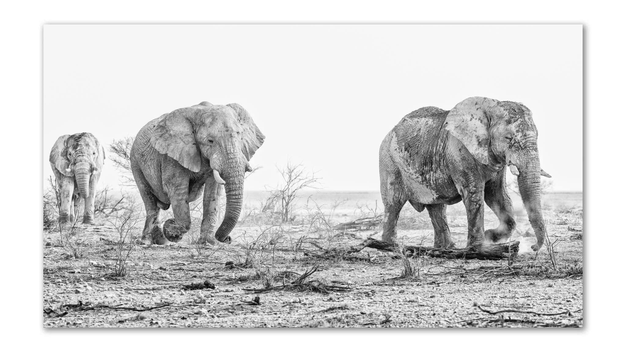 Three bull elephants walking among scattered branches on chalk ground, Etosha Pan stretching behind them — black and white wildlife art print by Peter Delaney.