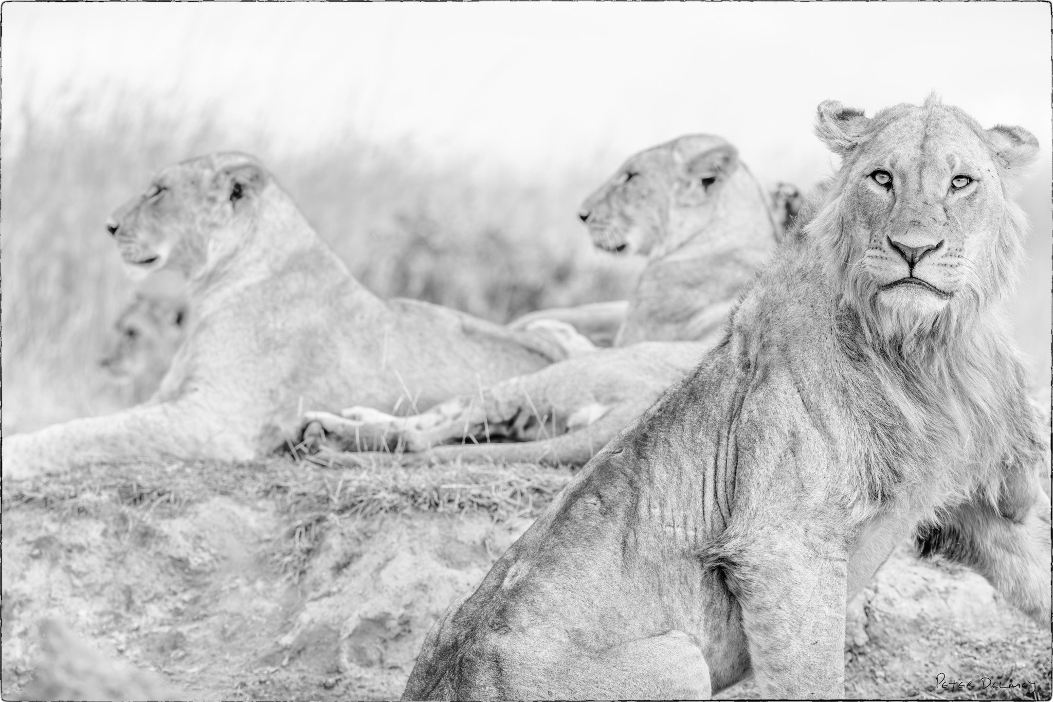 The Stare 2024 Final Print Border.jpg