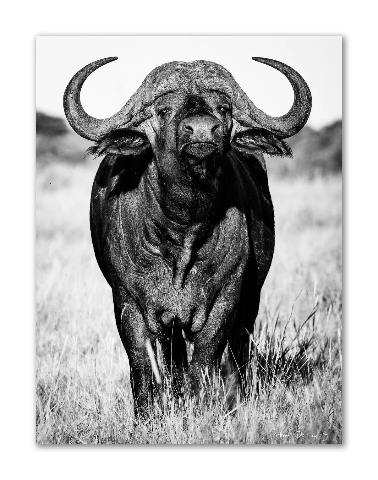 A black-and-white photograph of an African buffalo in a grassy field, facing the camera with large, curved horns and a focused expression.
