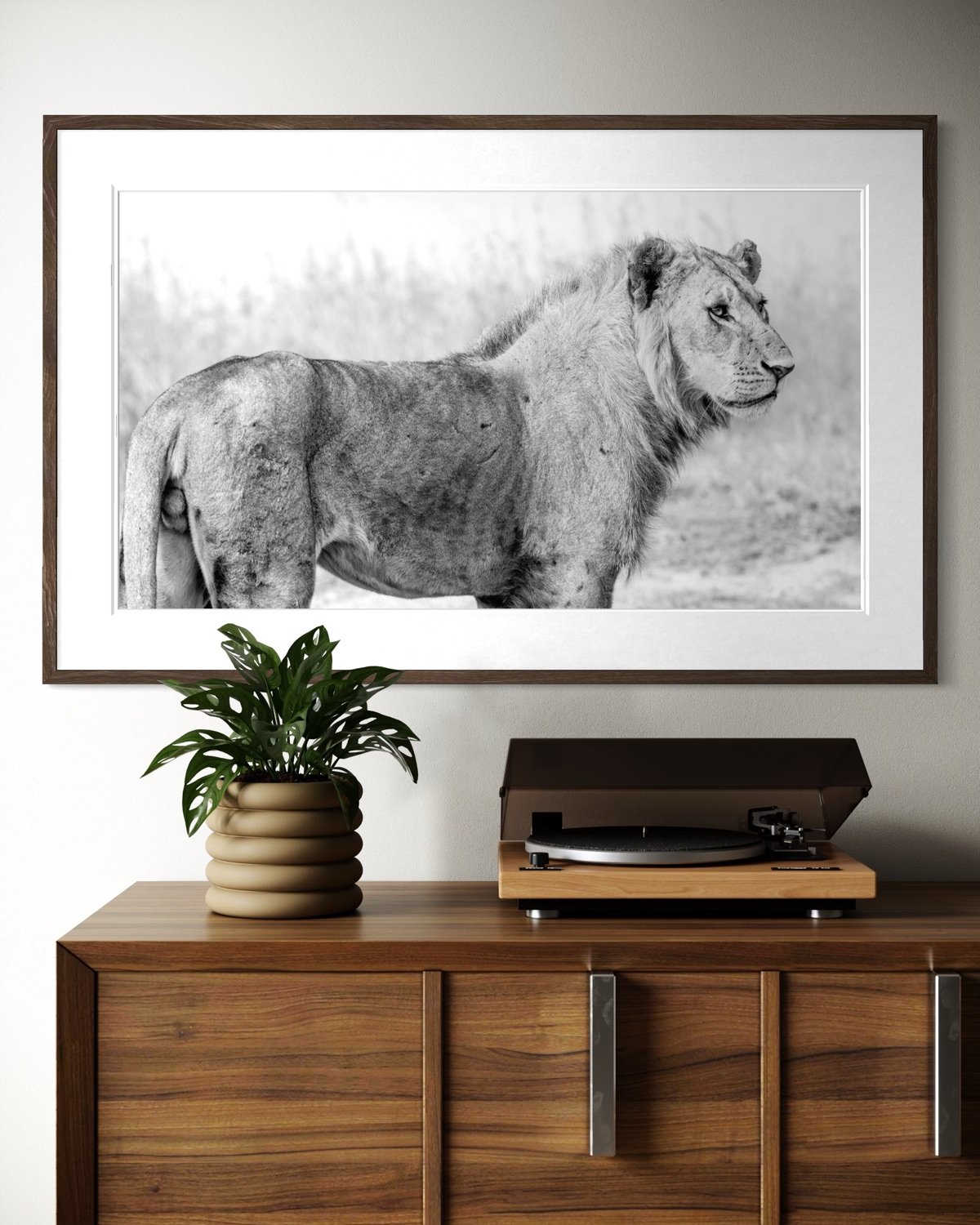lion-portrait.jpg