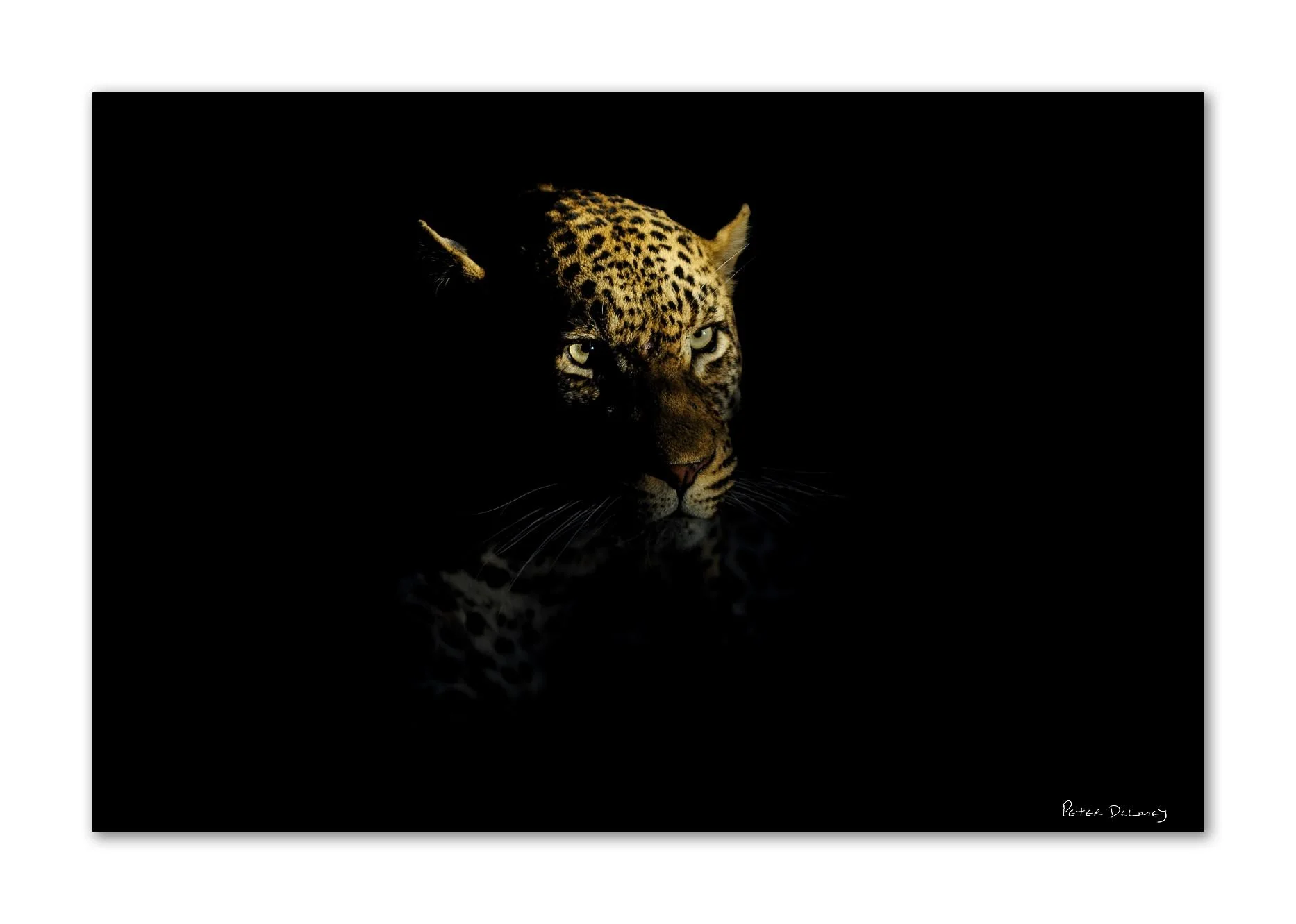 Night Stalker | Leopard | Acrylic Print | Peter Delaney