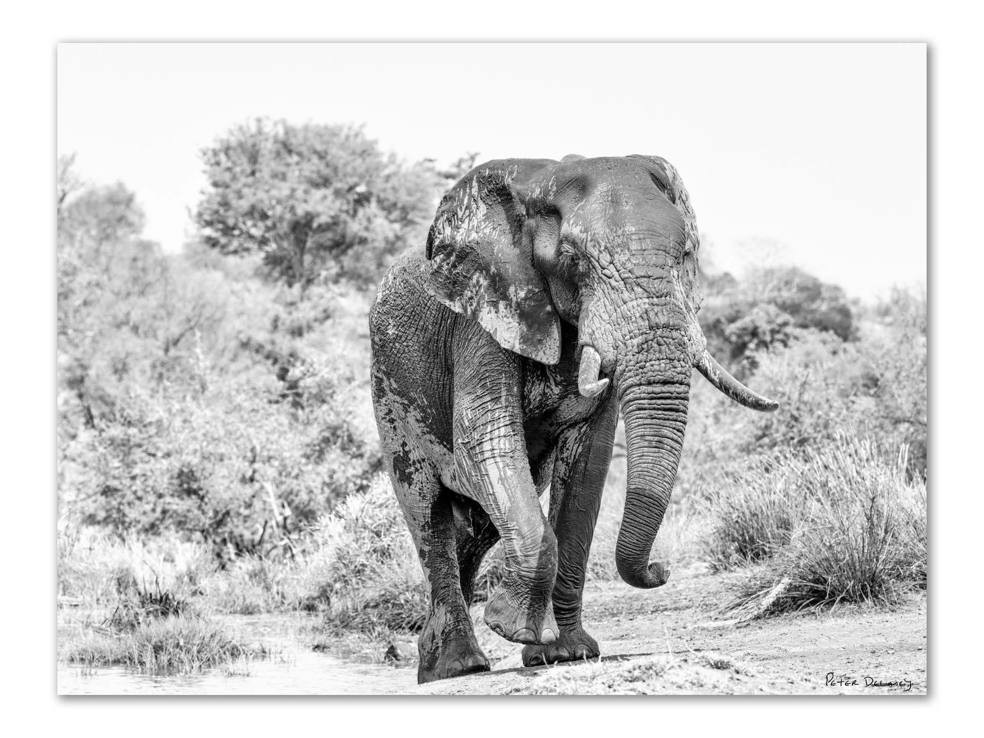 Young Kruger Tusker.jpg