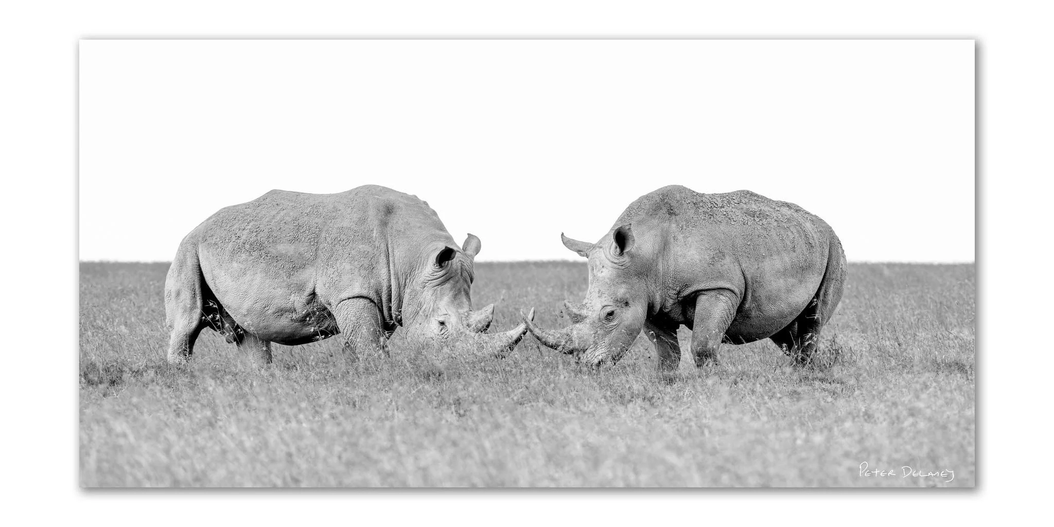 Two rhinoceroses in a field touching horns