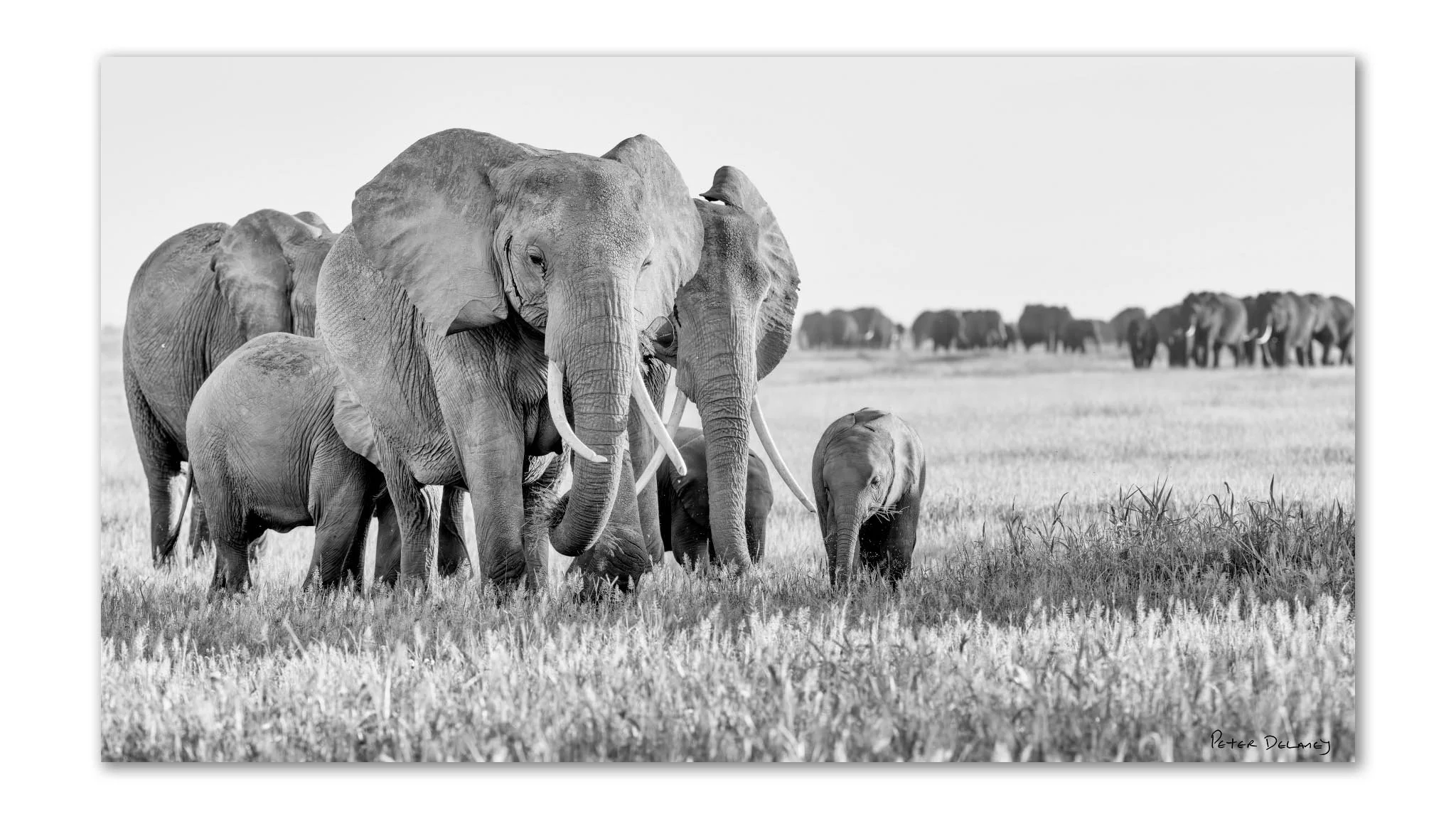 Enkanyiláshi | Amboseli Elephant Family | Unframed Print