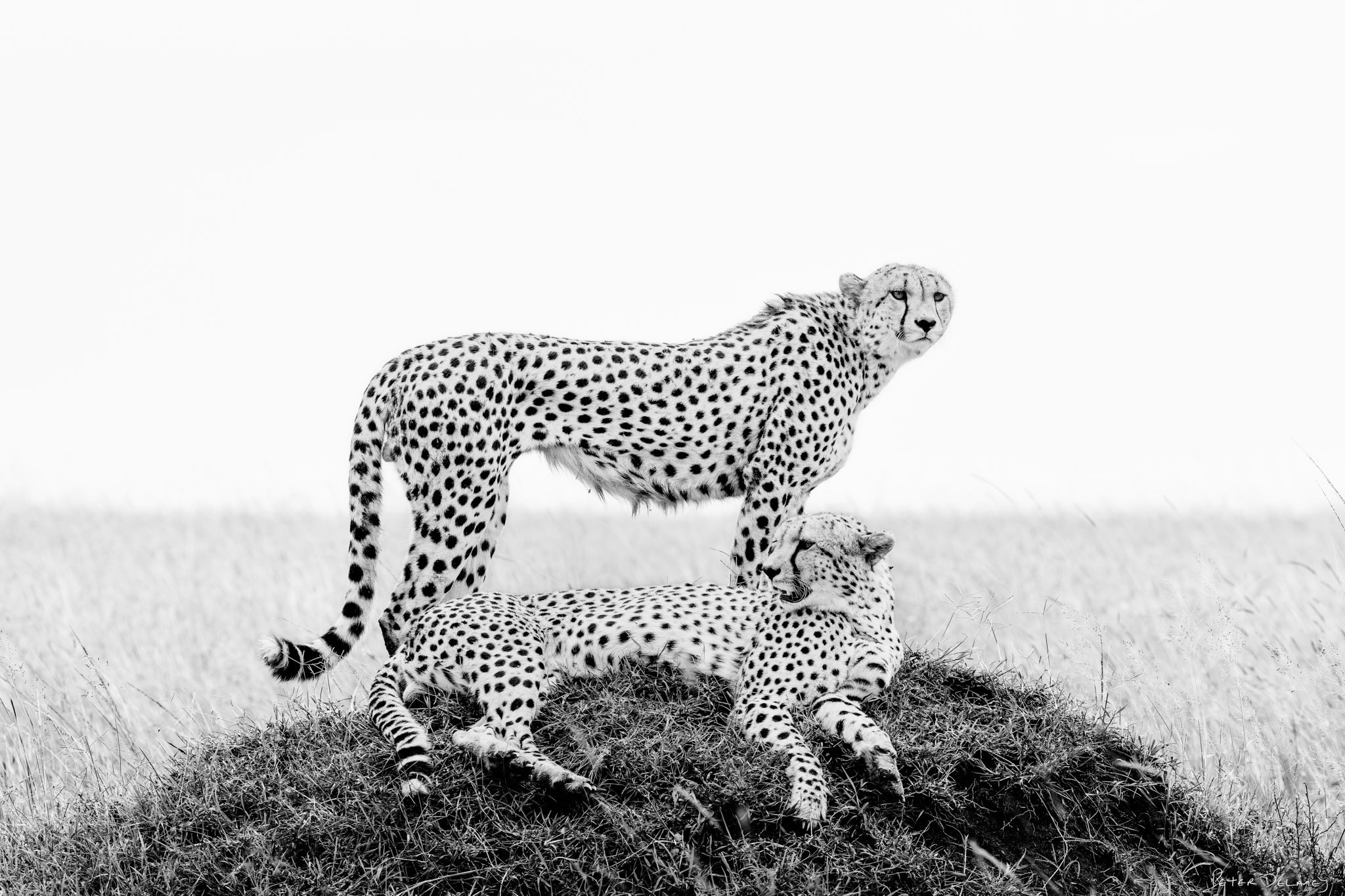 Cheetah brothers .jpg