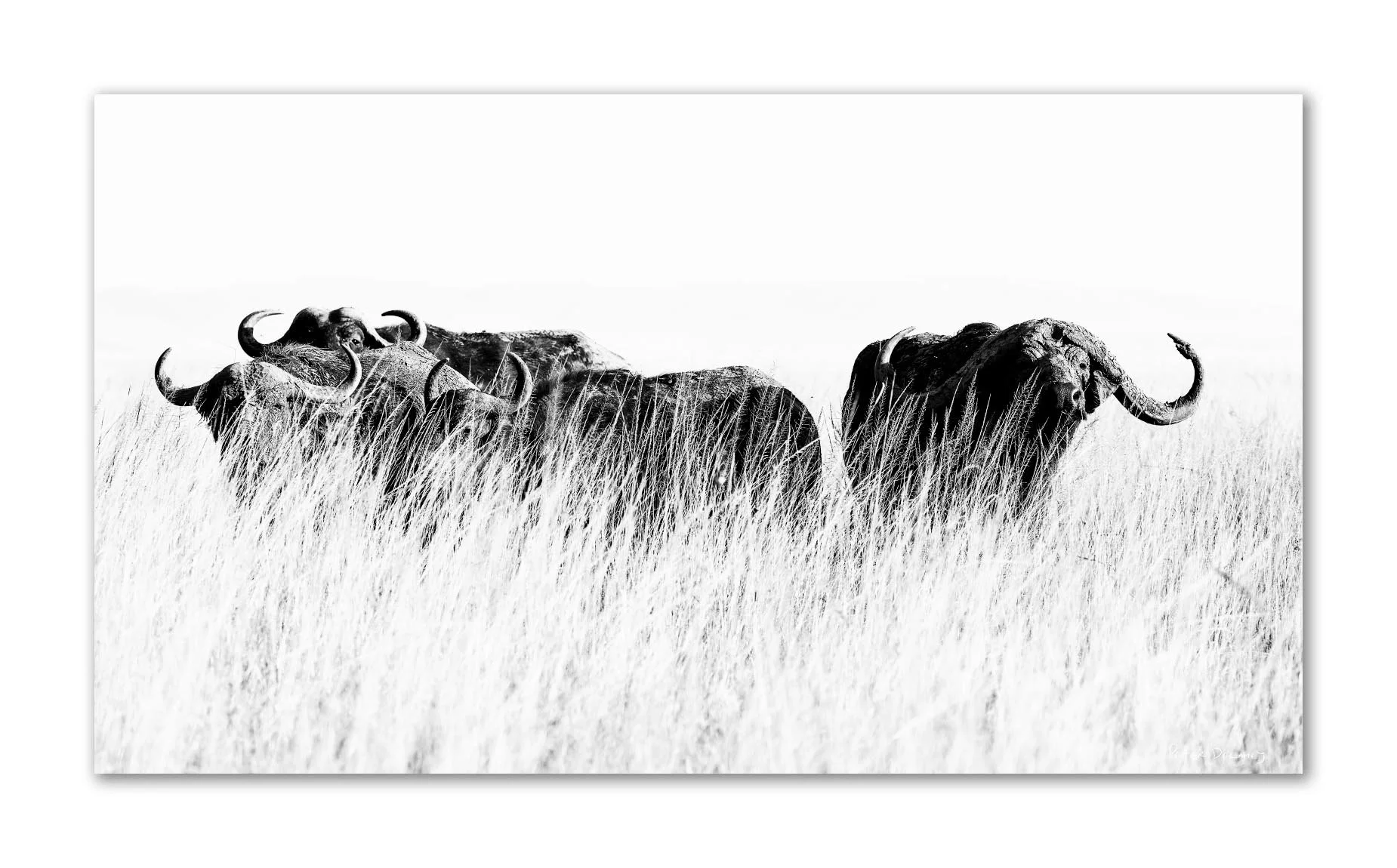 Black and white photograph of African buffalo grazing in tall grass on a plain with distant hills, signed by Peter Delaney.