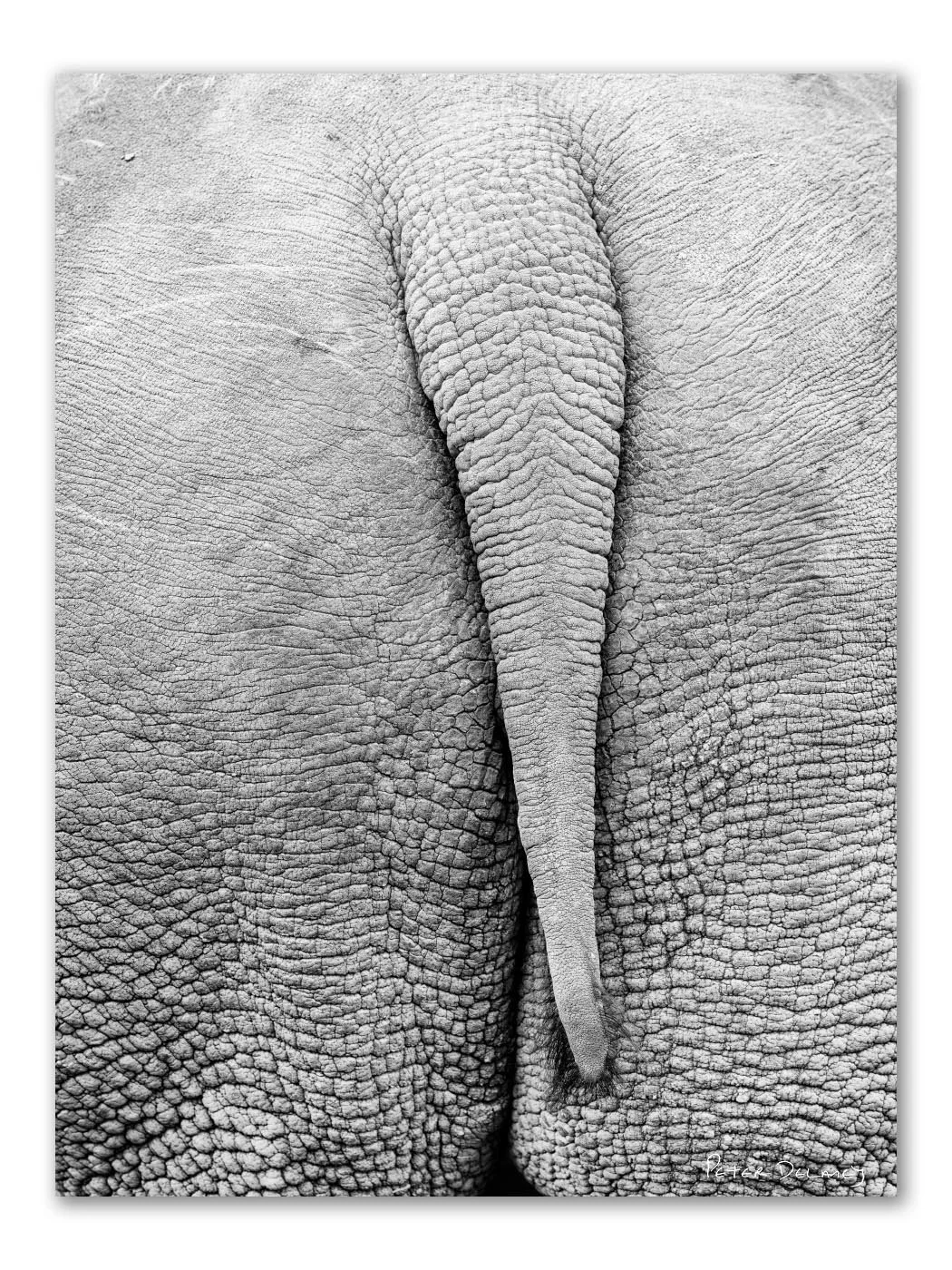 Najin | Northern White Rhino Tail | Unframed Fine Art Print
