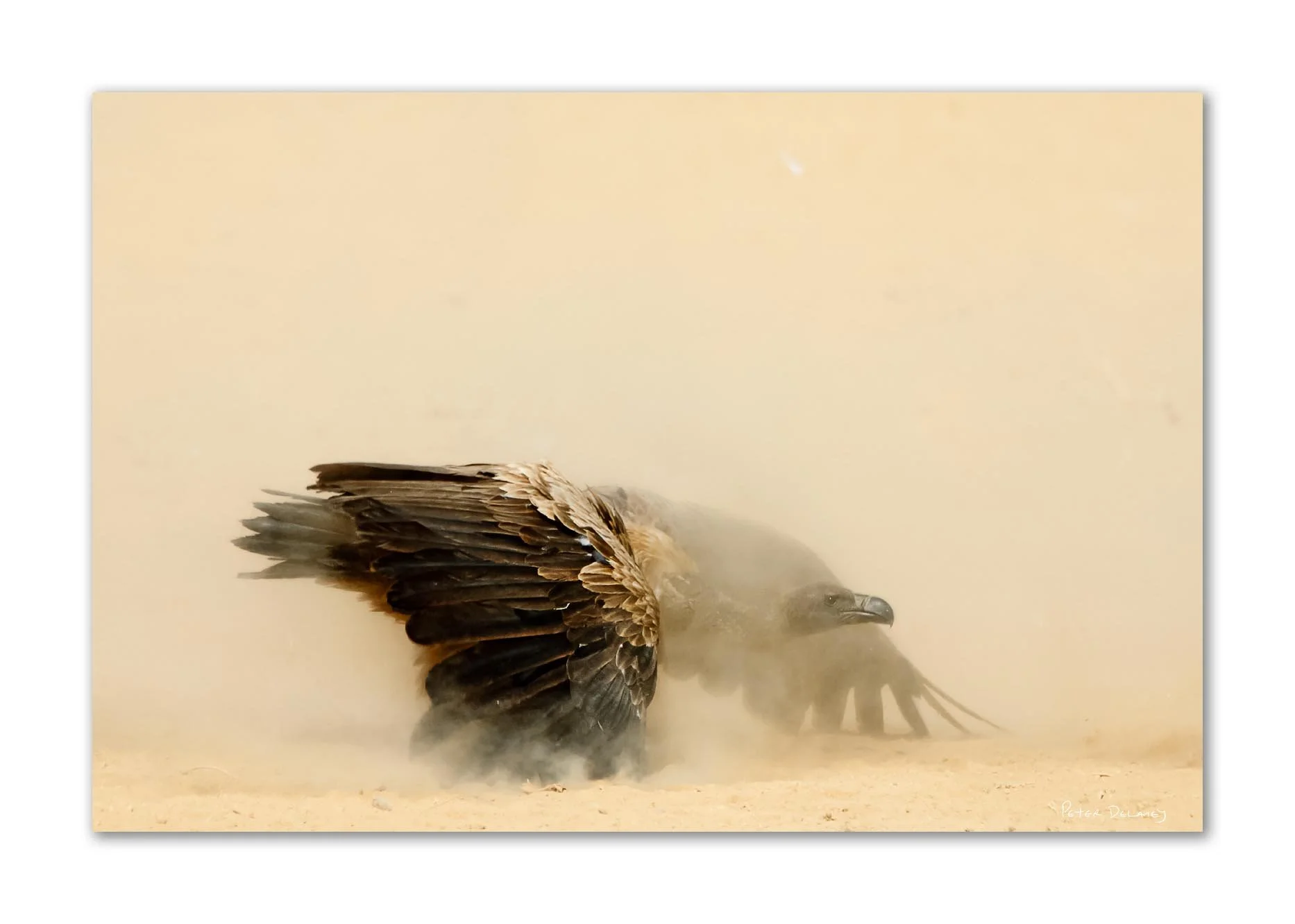 white backed vulture with wings outspread  on sandy ground with dust rising around it in a desert setting.