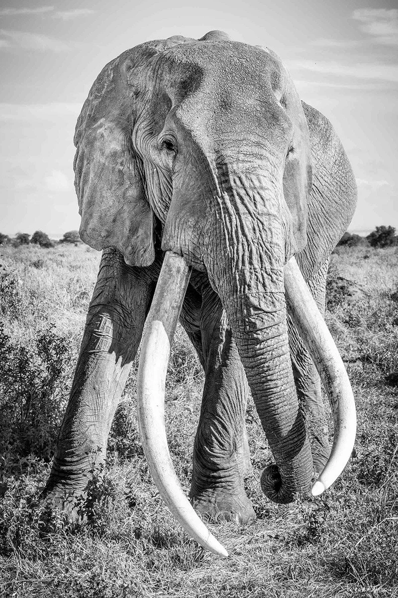 Black and white fine art photograph of Craig the super tusker bull elephant, Amboseli National Park Kenya with Mount Kilimanjaro — Peter Delaney photography
