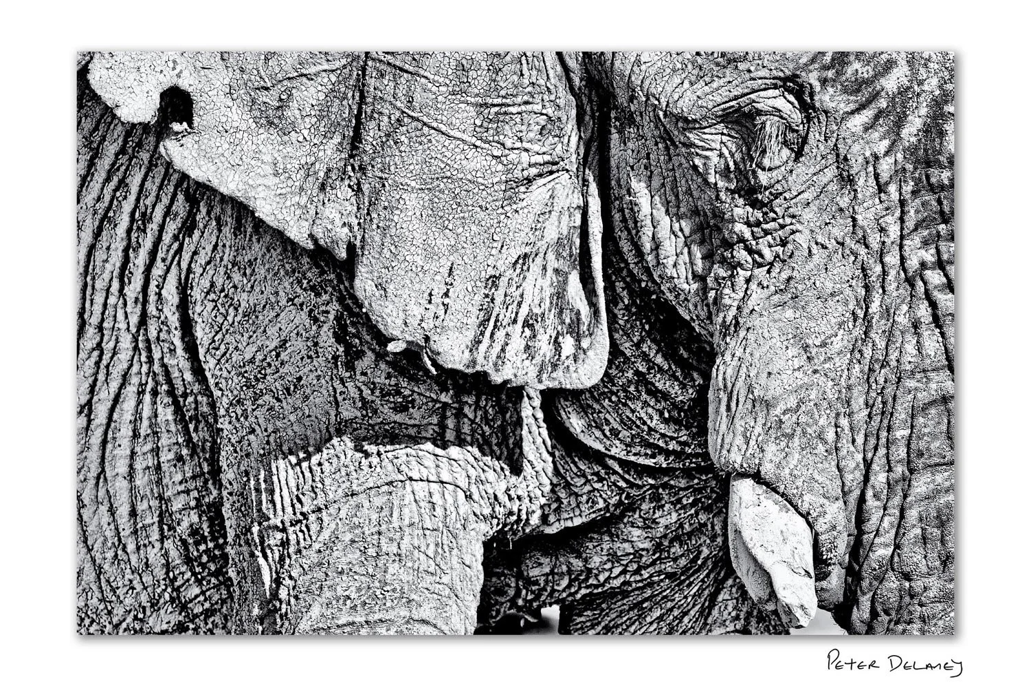 Ancient elephant bull in Etosha National Park Namibia, black and white wildlife photography portrait