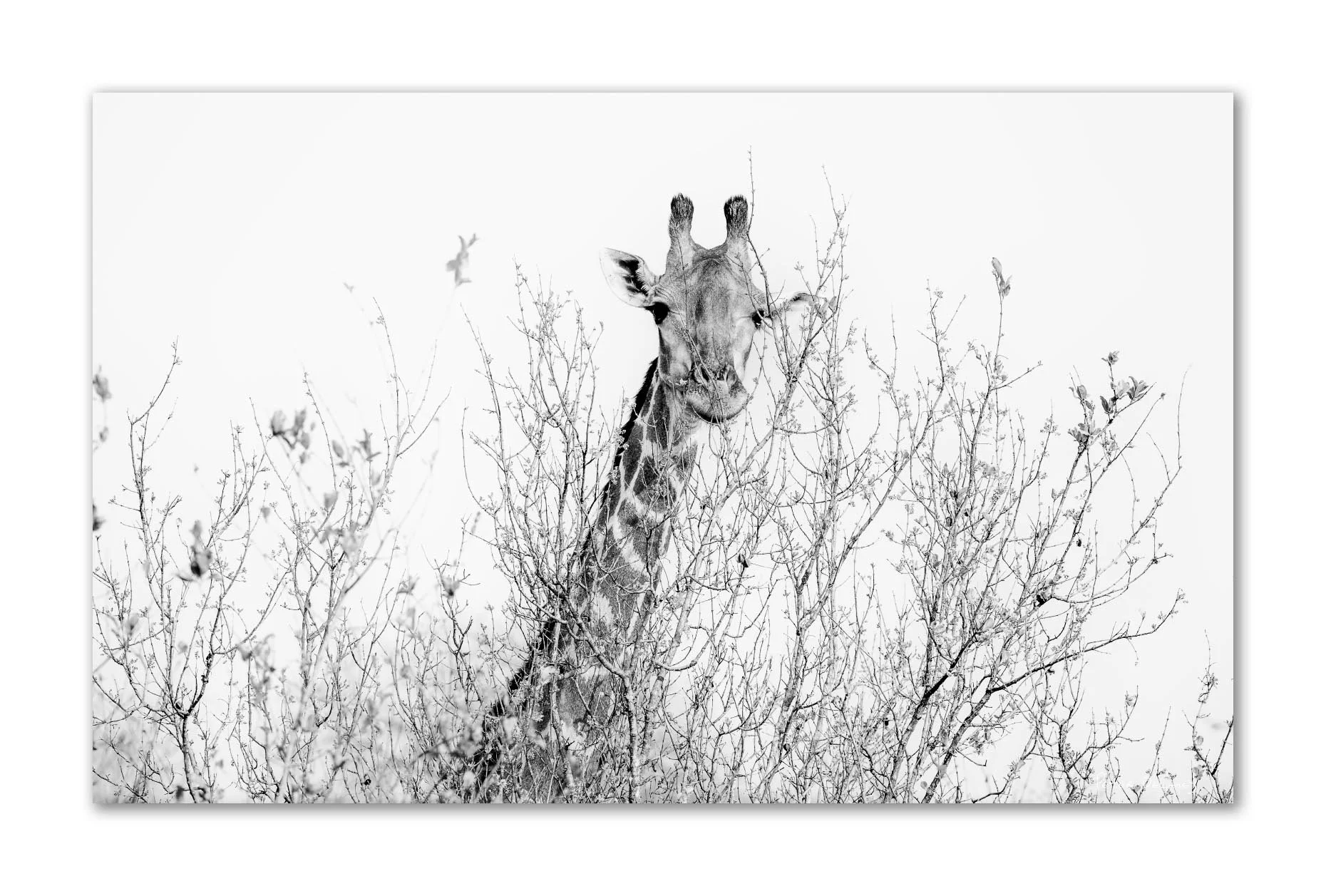 A giraffe peeking through leafless branches in a snowy landscape, black and white photo.