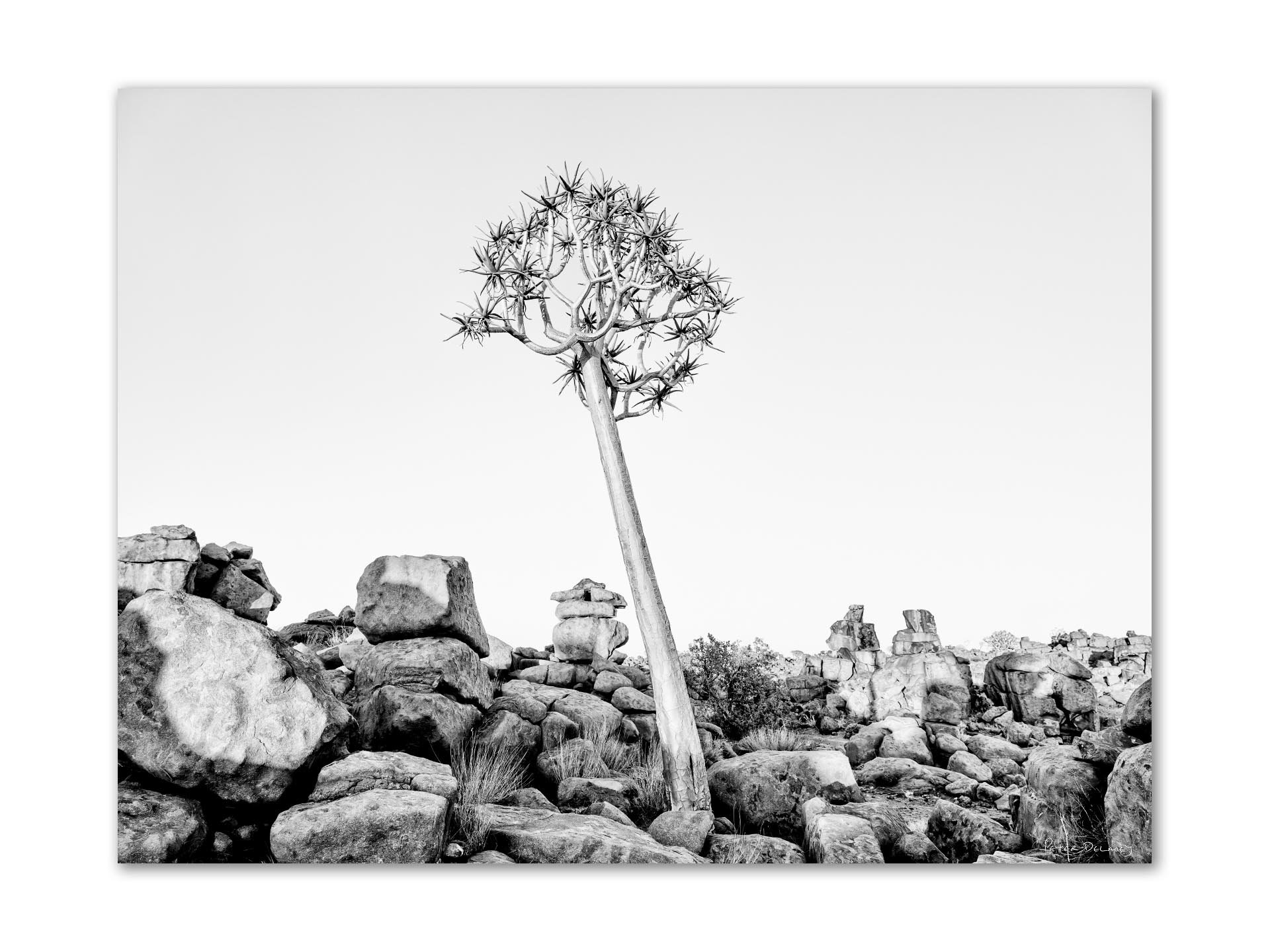 A desert landscape with a tall, leaning tree with spiky branches, surrounded by large rocks and boulders in black and white.