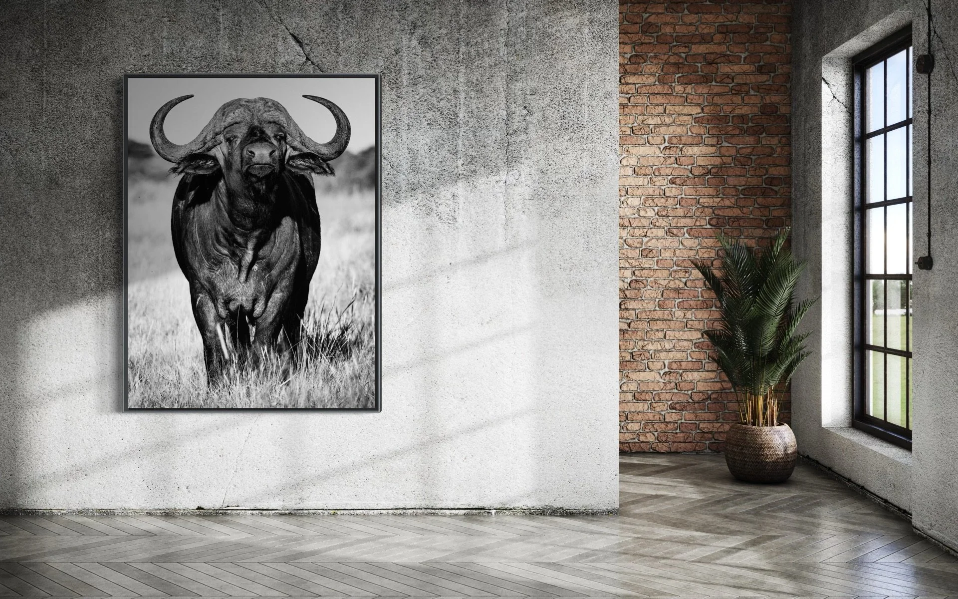 cape-buffalo-mokola-6.jpg
