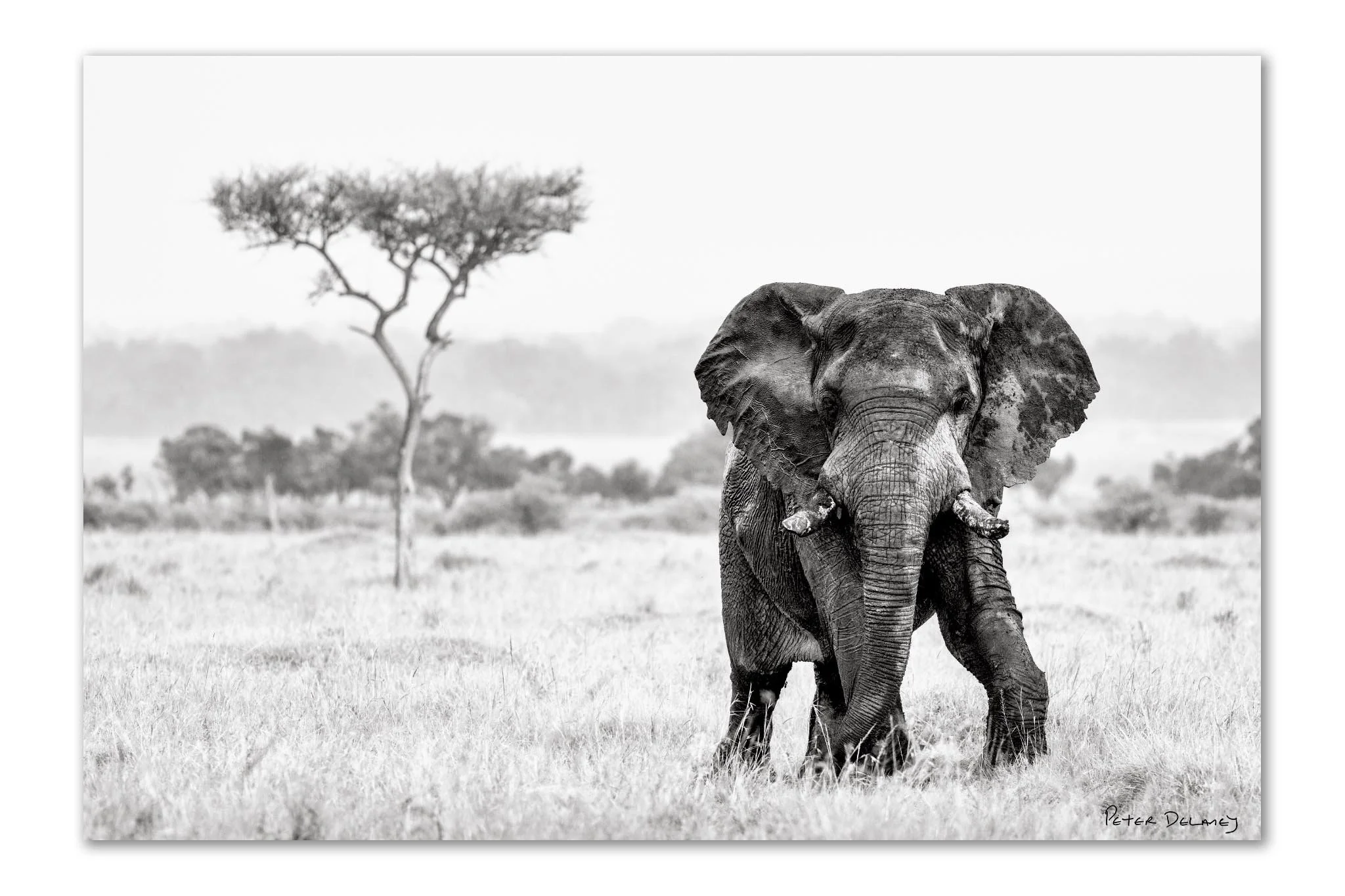 Bull Elephant in the Rain | Unframed Fine Art Print