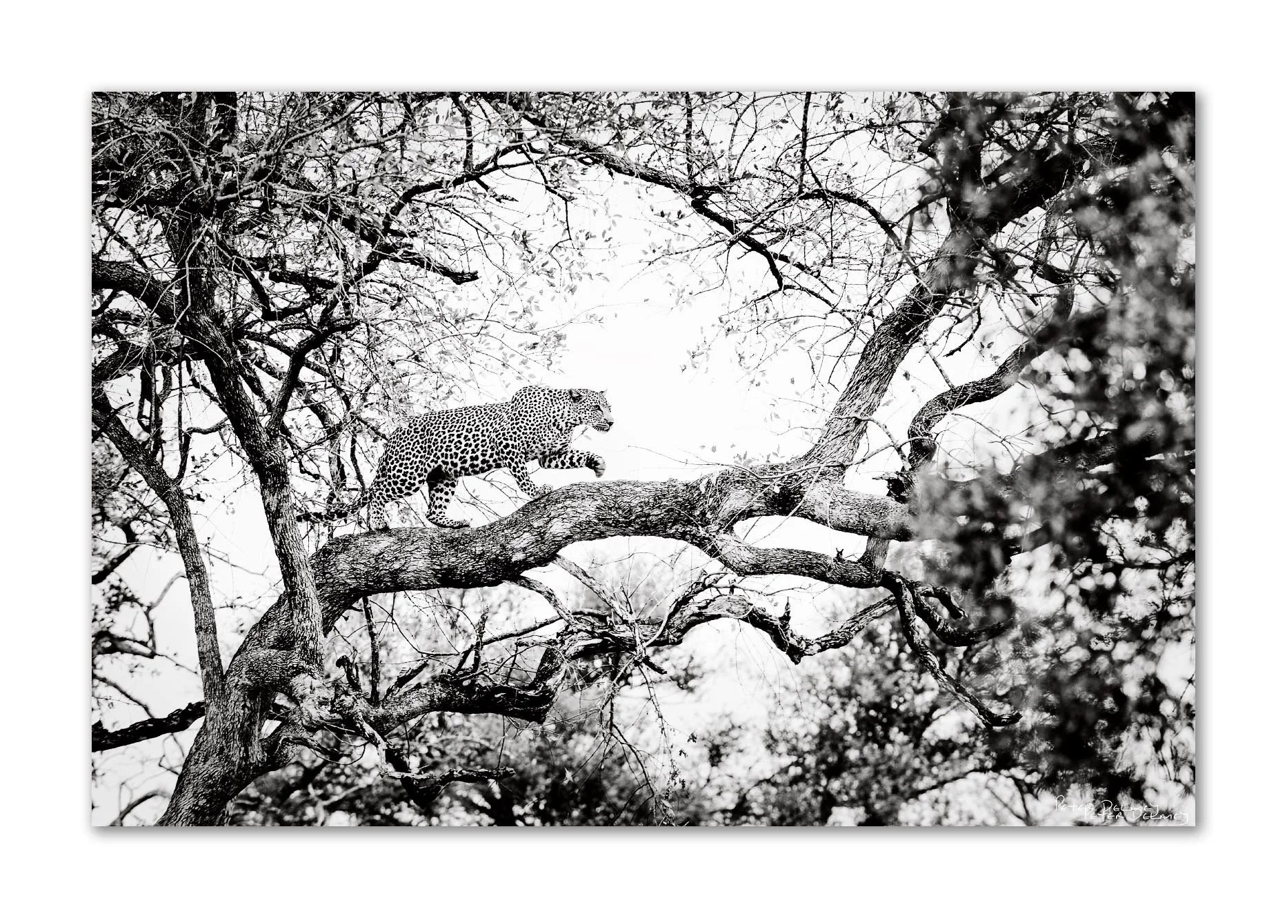 A black and white photograph of a leopard walking on a tree branch among leafless branches.