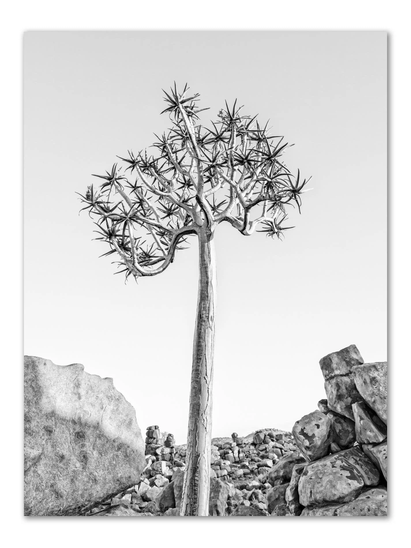 Black-and-white photograph of a solitary quiver tree amid fractured dolerite boulders in Giant’s Playground, Namibia, highlighting its sculptural form and austere surroundings."
